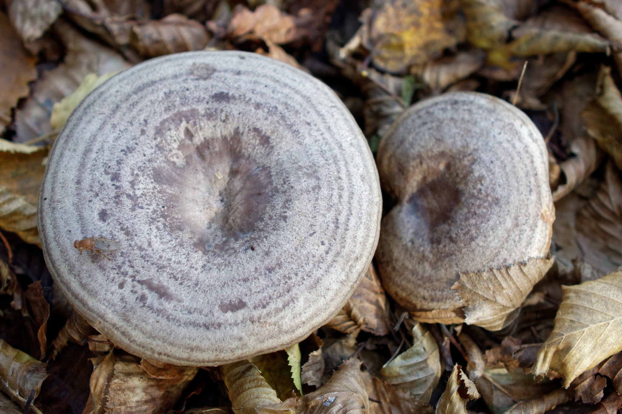 Milkcap - Lactarius uvidus ?