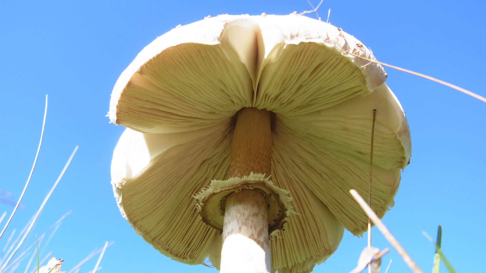Parasol - Macrolepiota procera