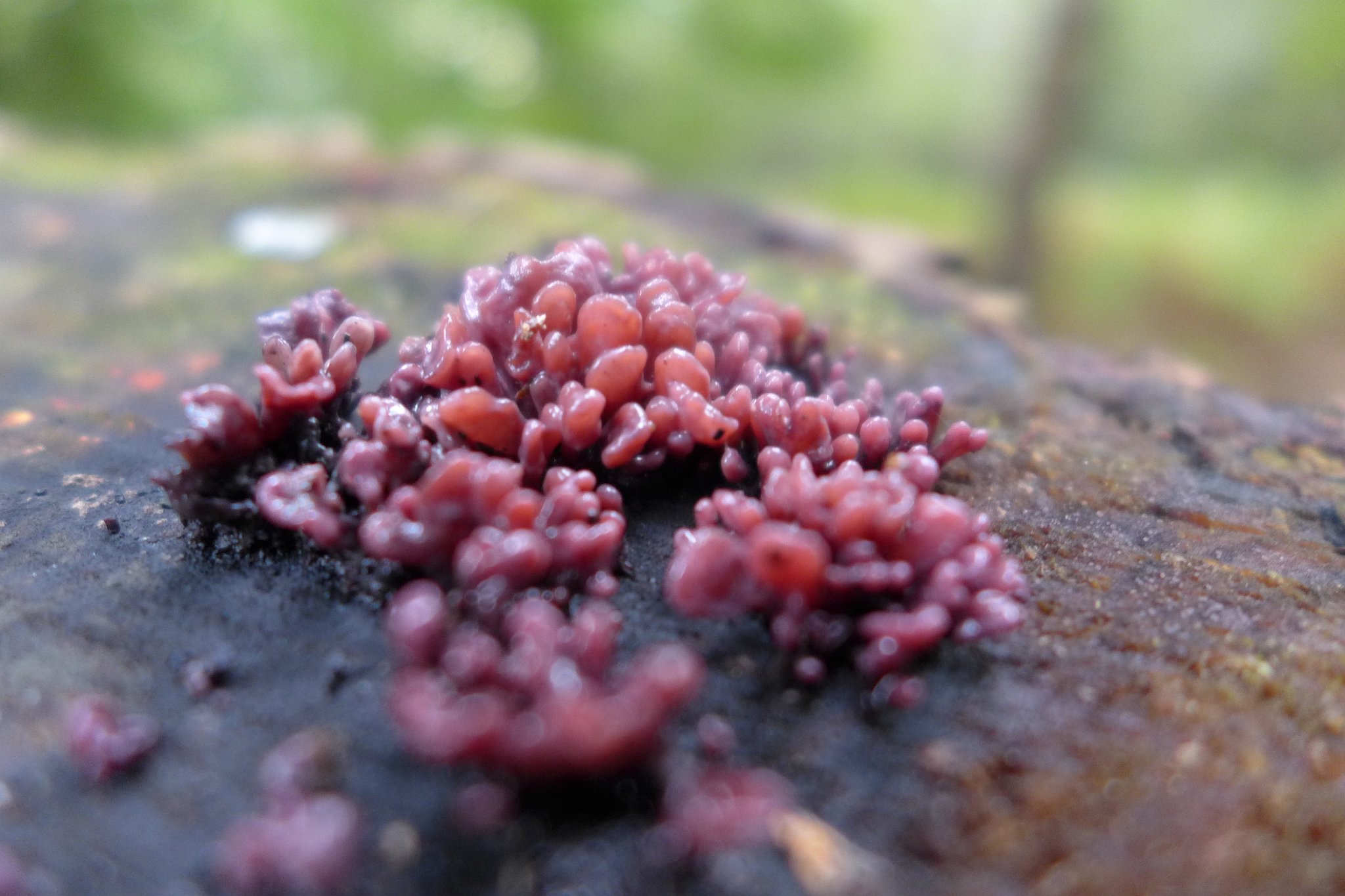 Purple Jellydisc - Ascocoryne sarcoides