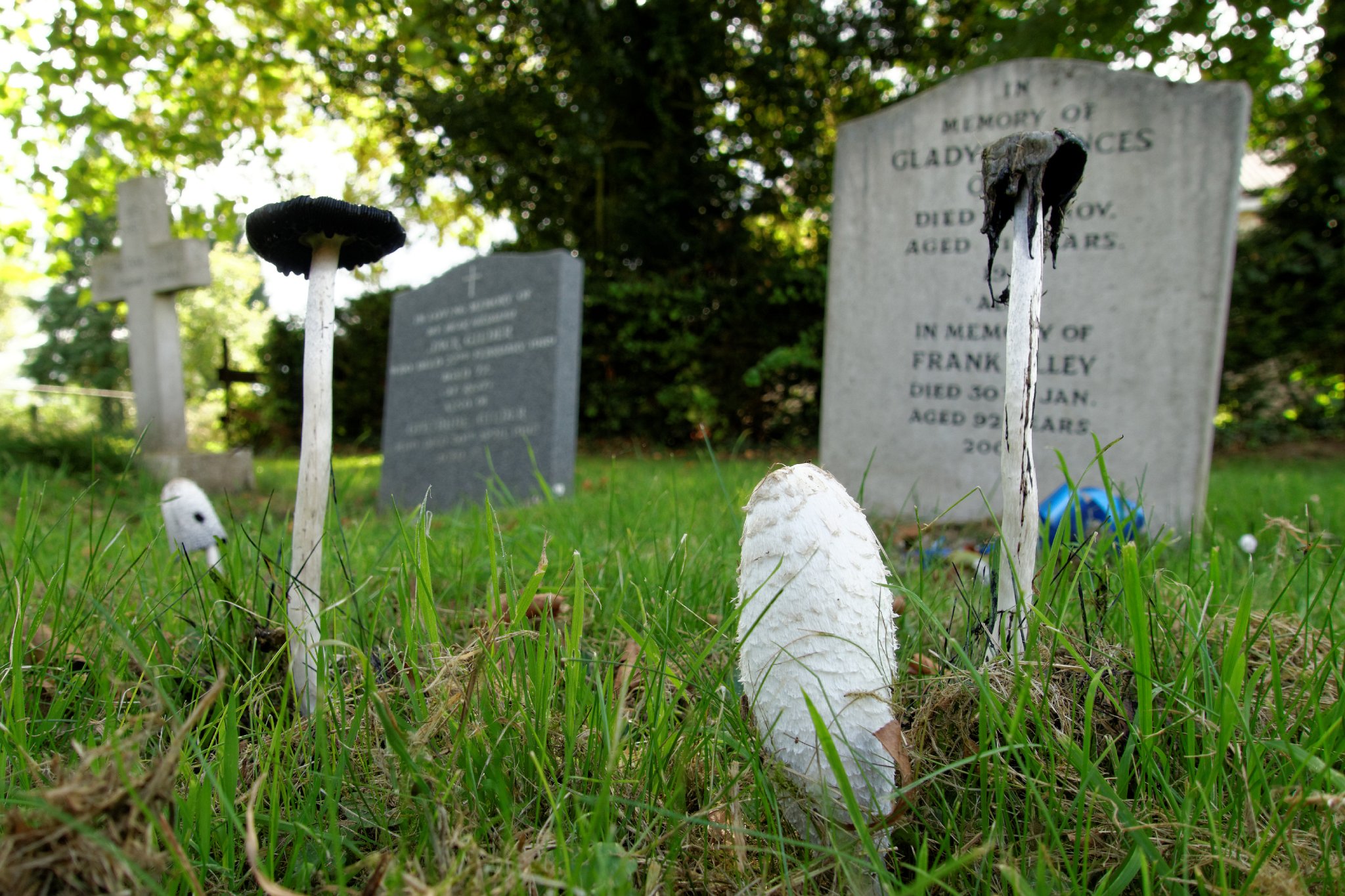 Shaggy Inkcap - Coprinus comatus
