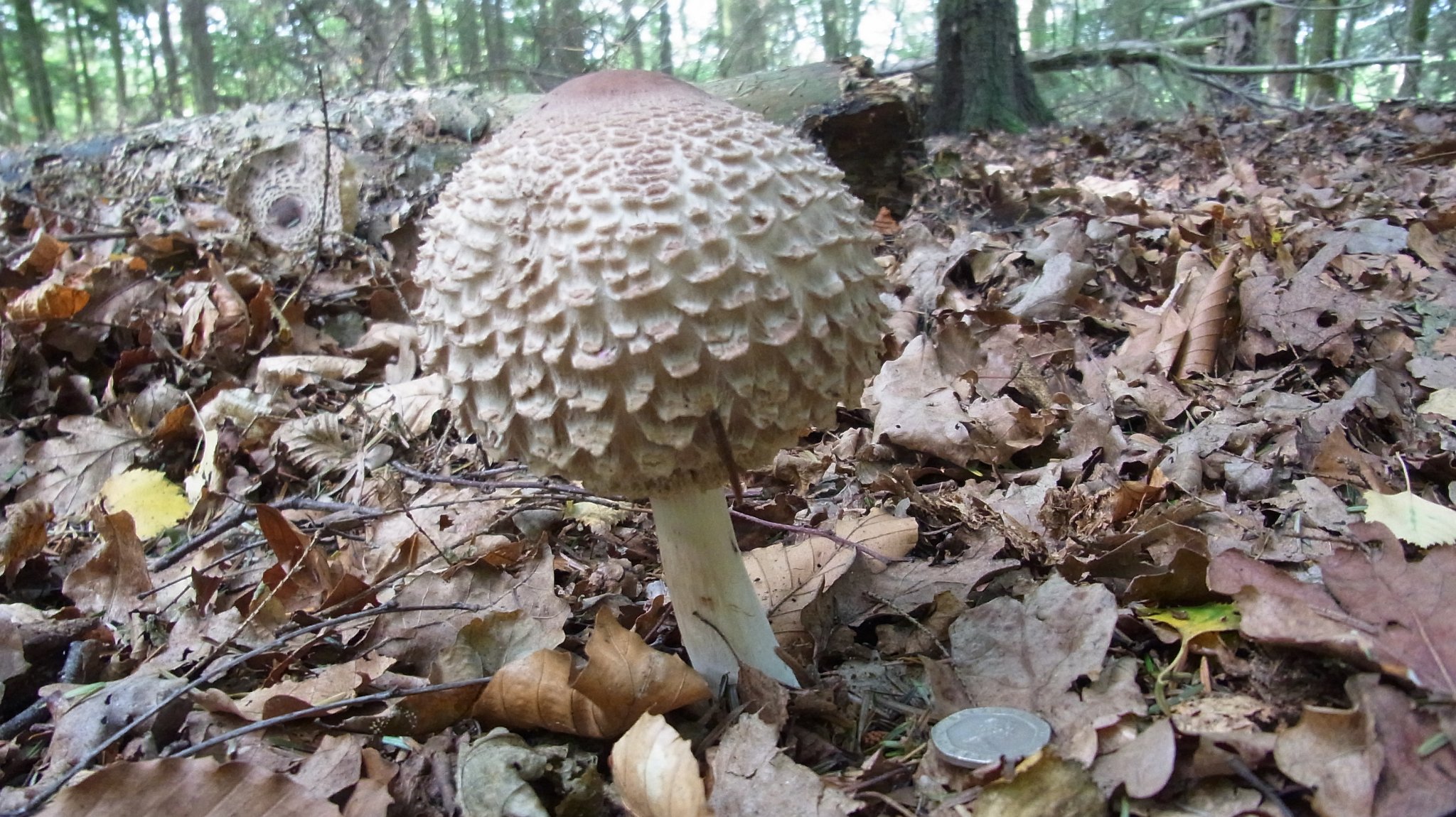 Shaggy Parasol - Macrolepiota rhacodes