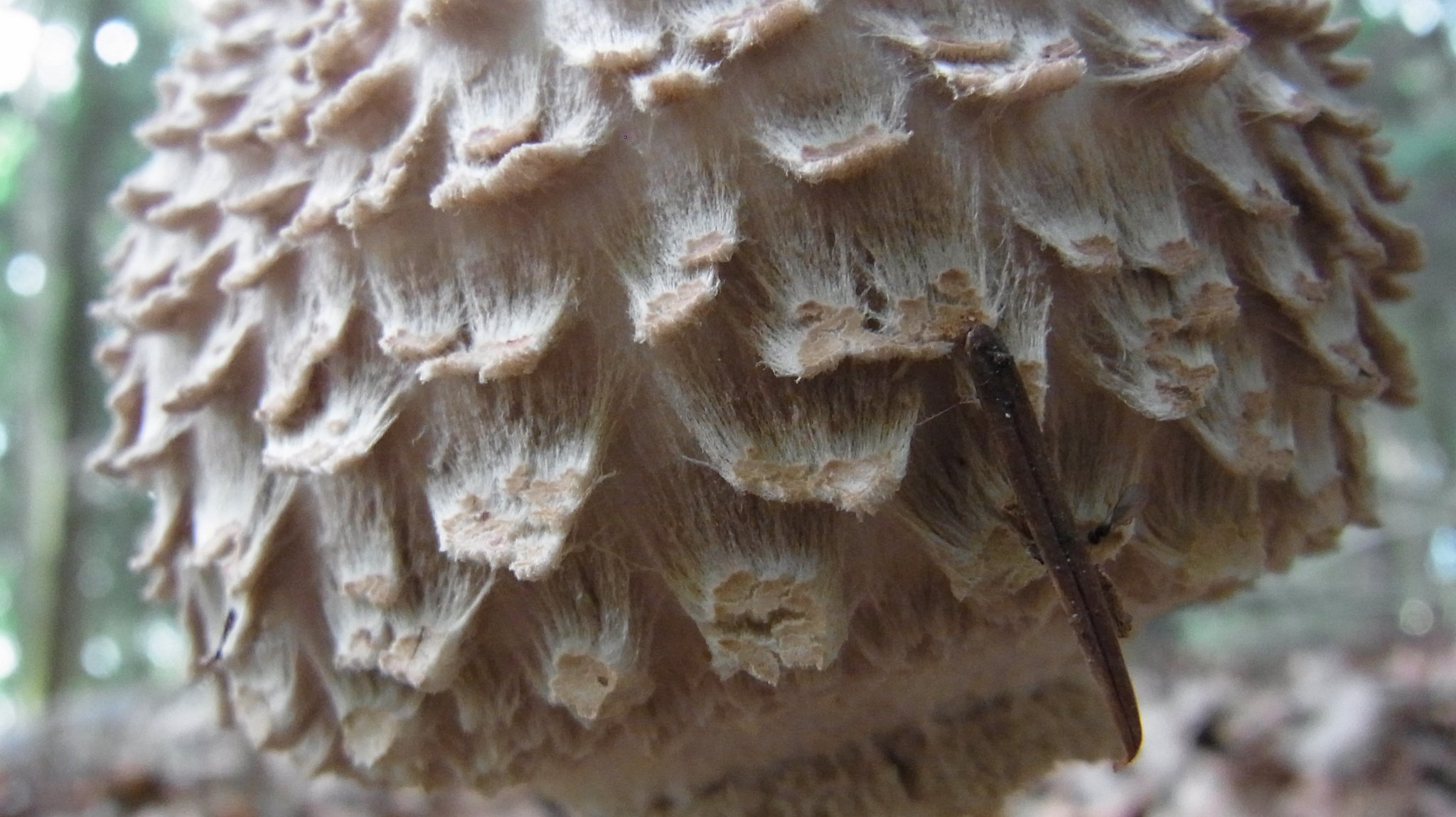 Shaggy Parasol - Macrolepiota rhacodes