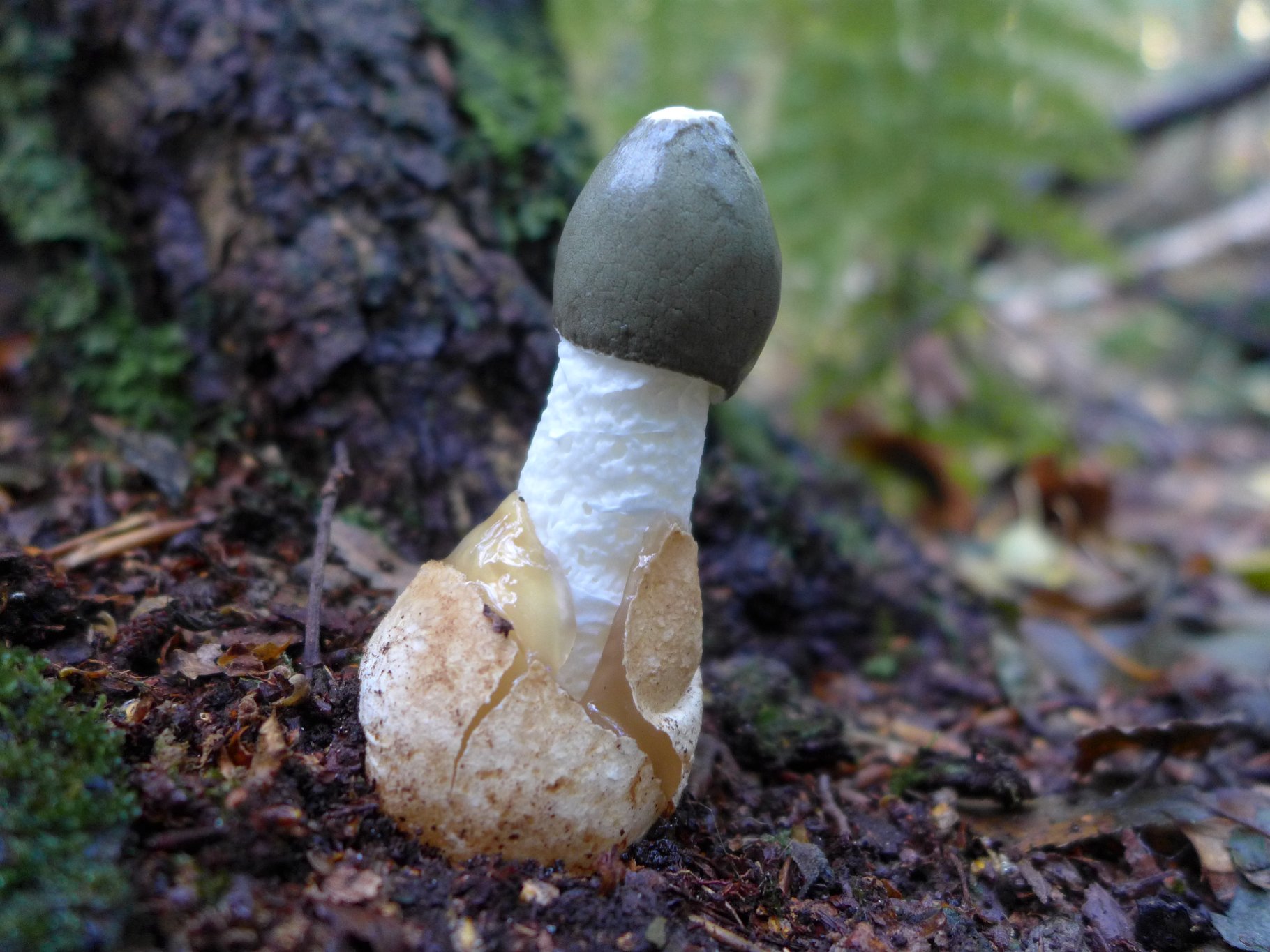 Stinkhorn - Phallus impudicus
