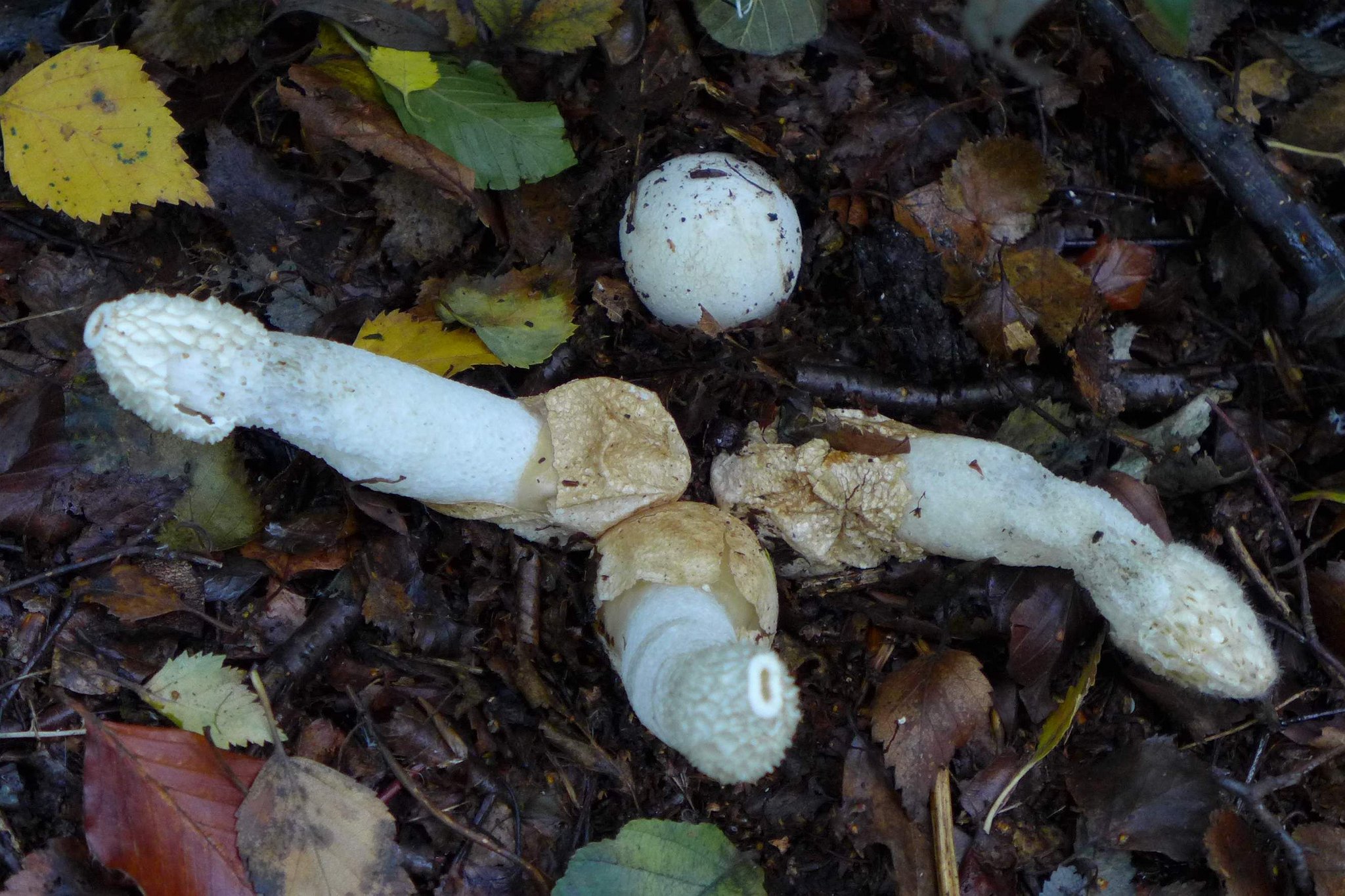 Stinkhorn - Phallus impudicus