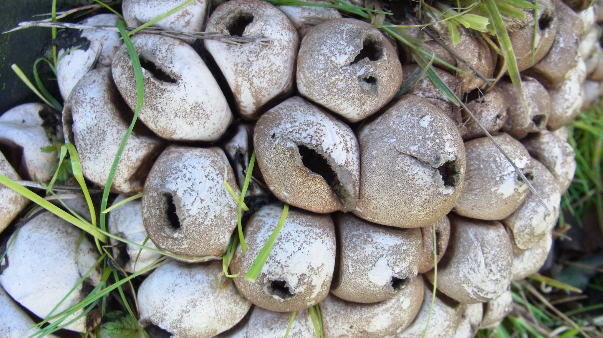 Stump Puffball - Lycoperdon pyriforme