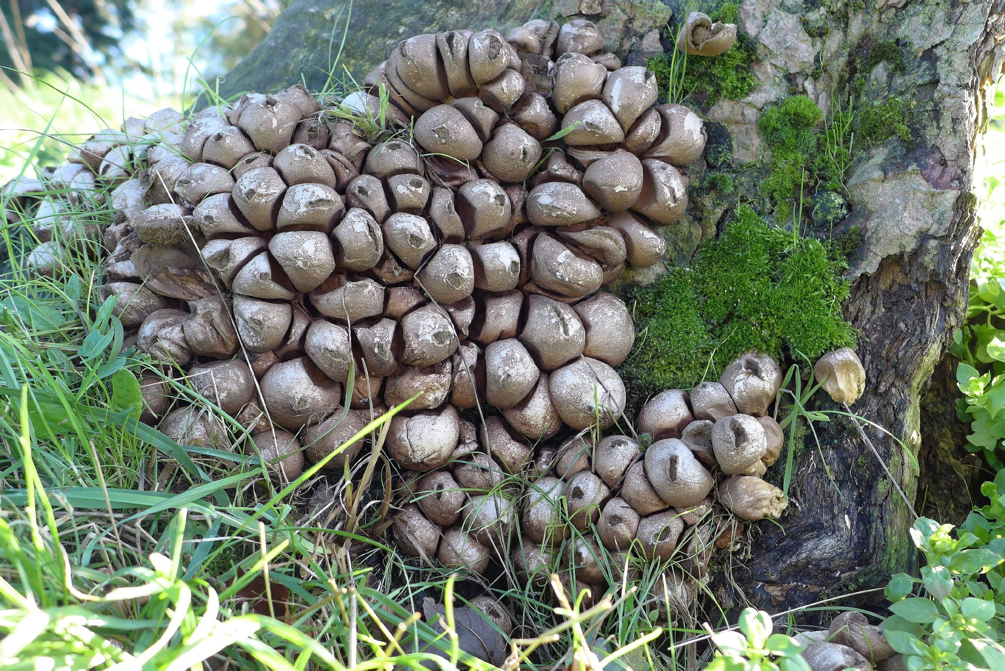 Stump Puffball - Lycoperdon pyriforme
