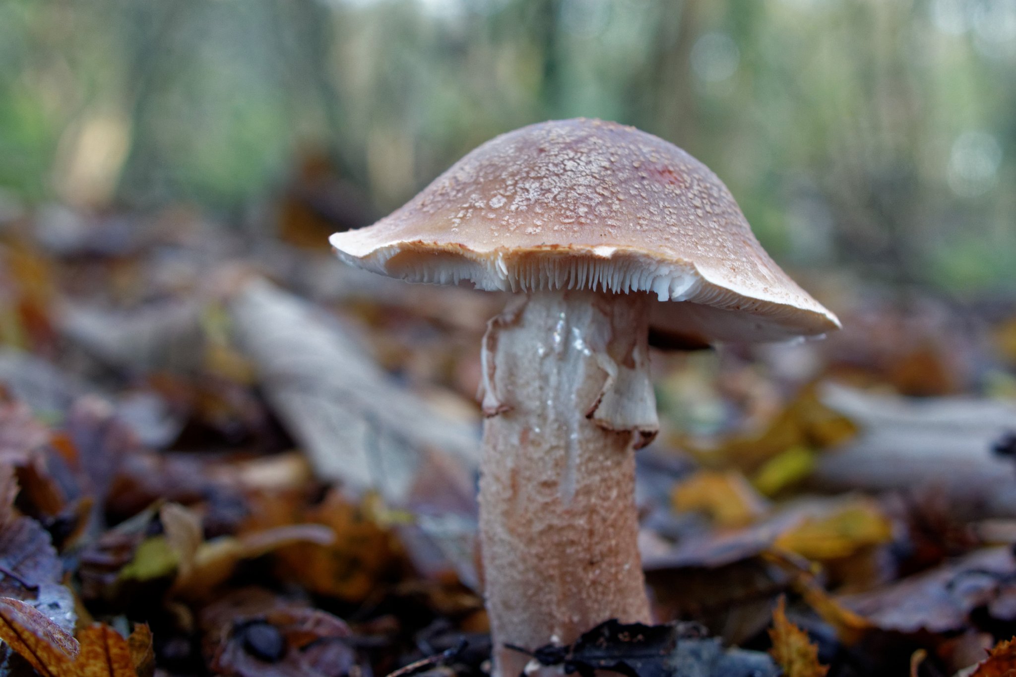 Blusher - Amanita rubescens