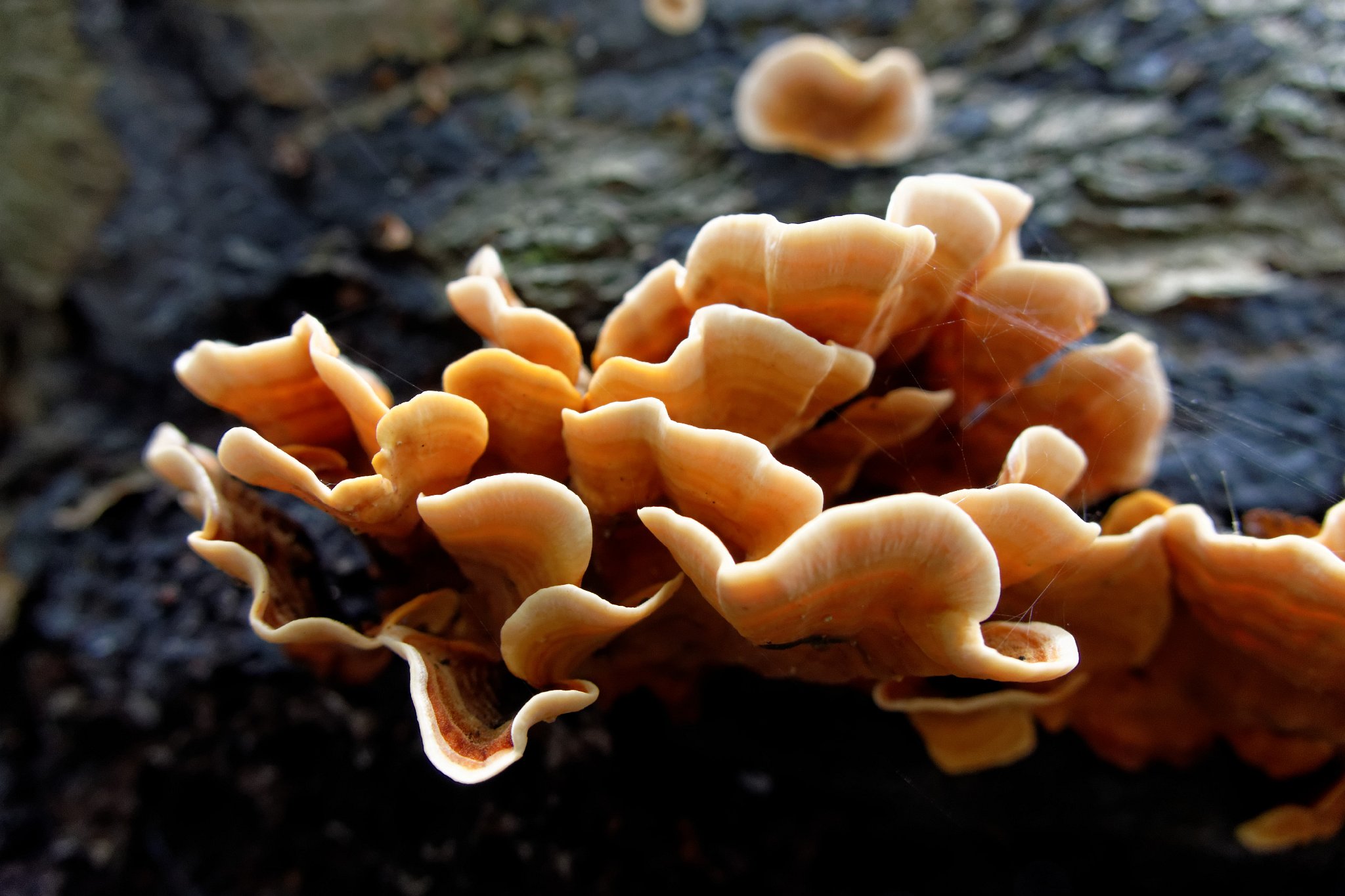 Turkeytail - Trametes versicolor