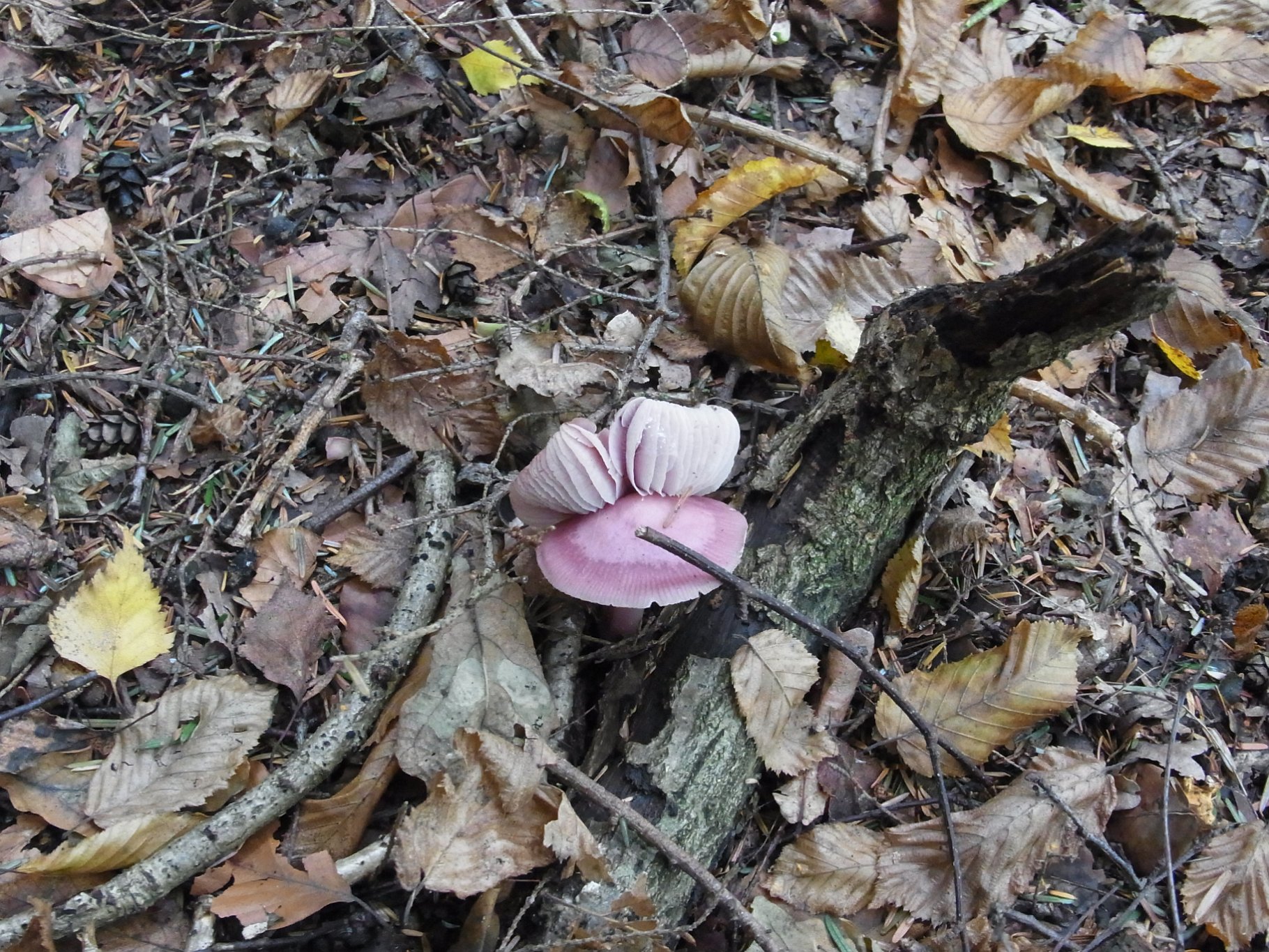 Unknown fungi - maybe Rosy Bonnet