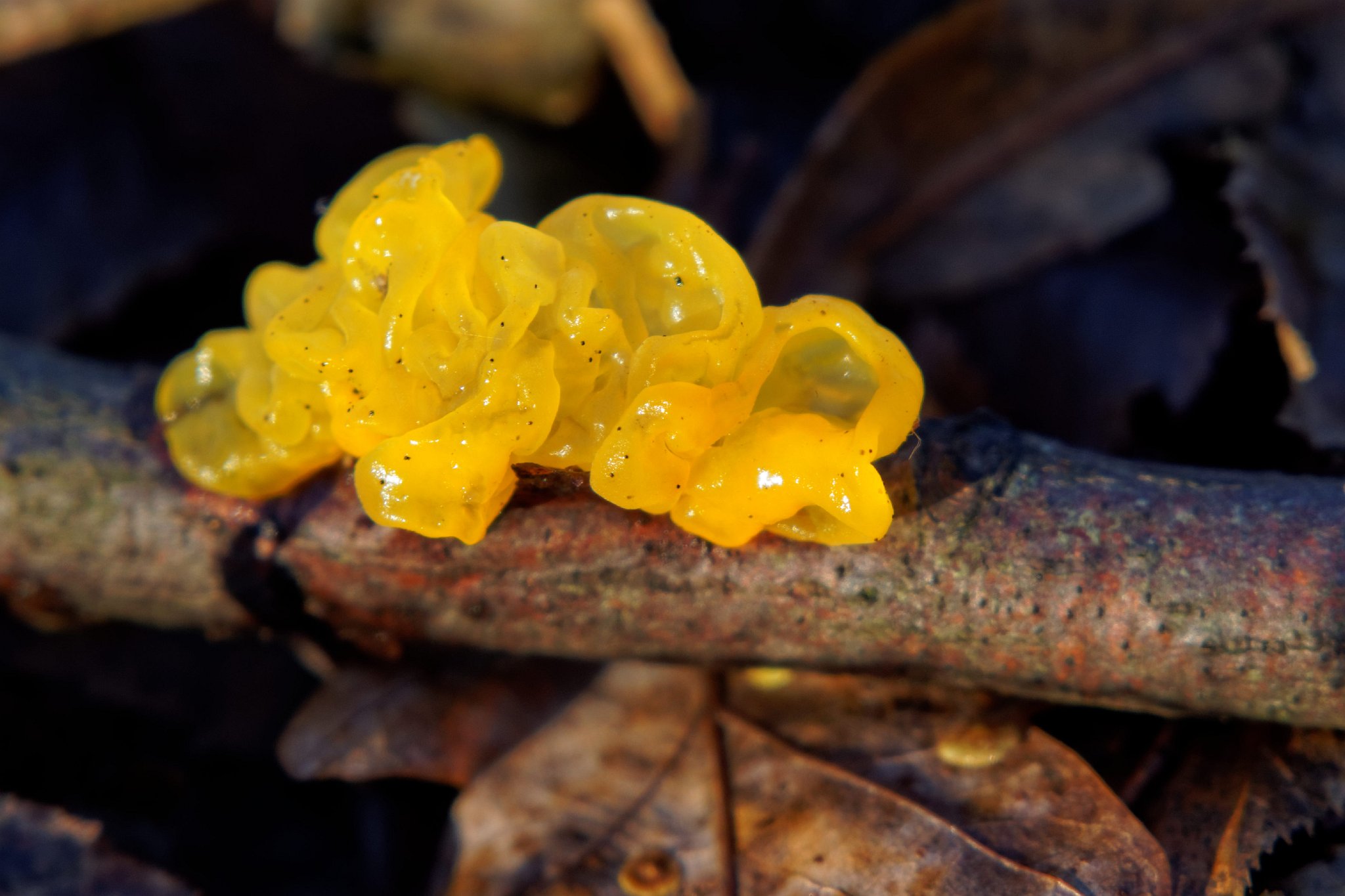 yellow-brain-mushroom