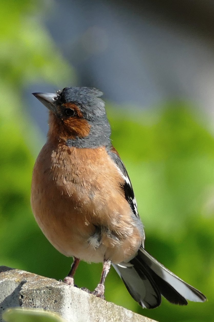 Chaffinch