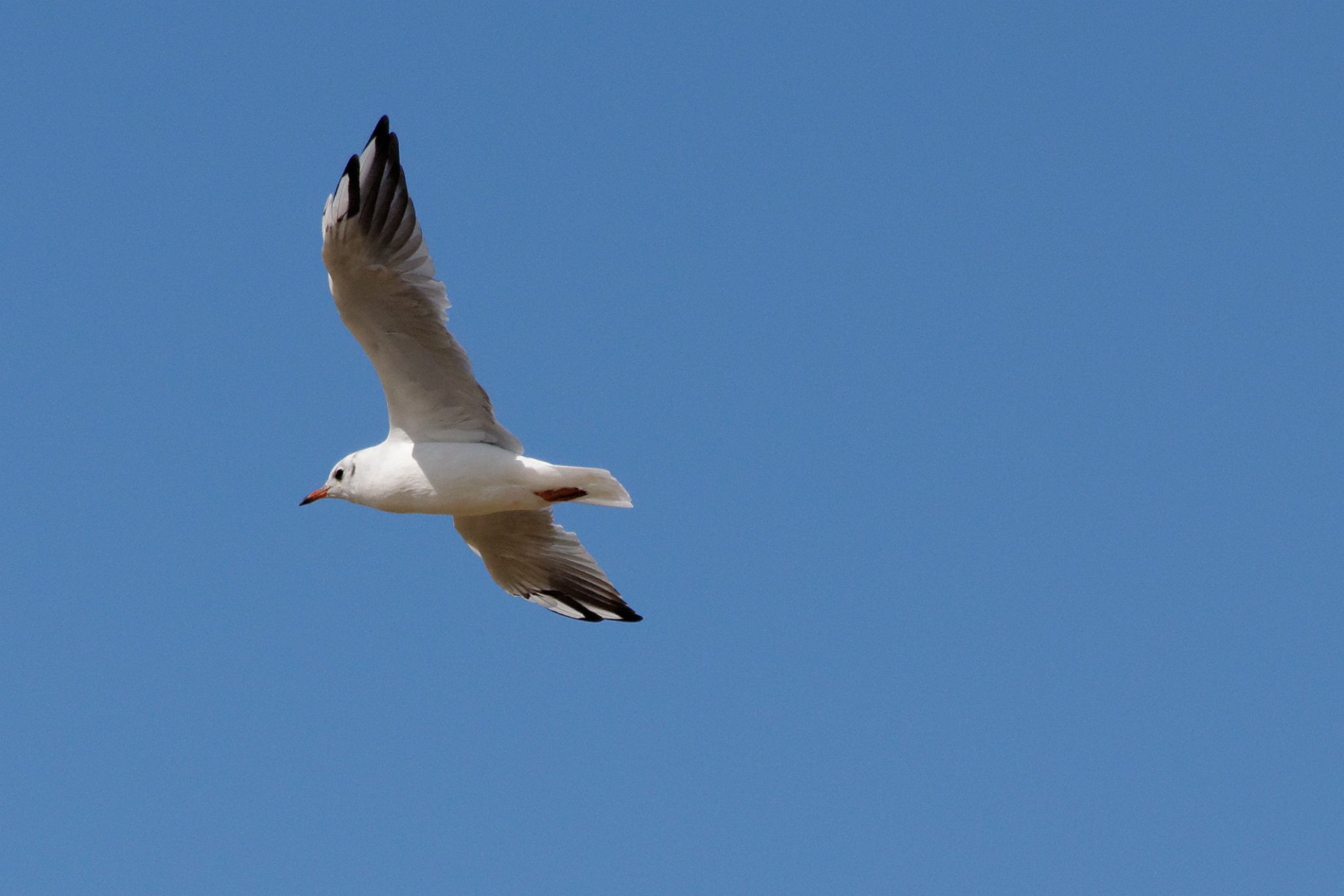 Black-Headed Gull