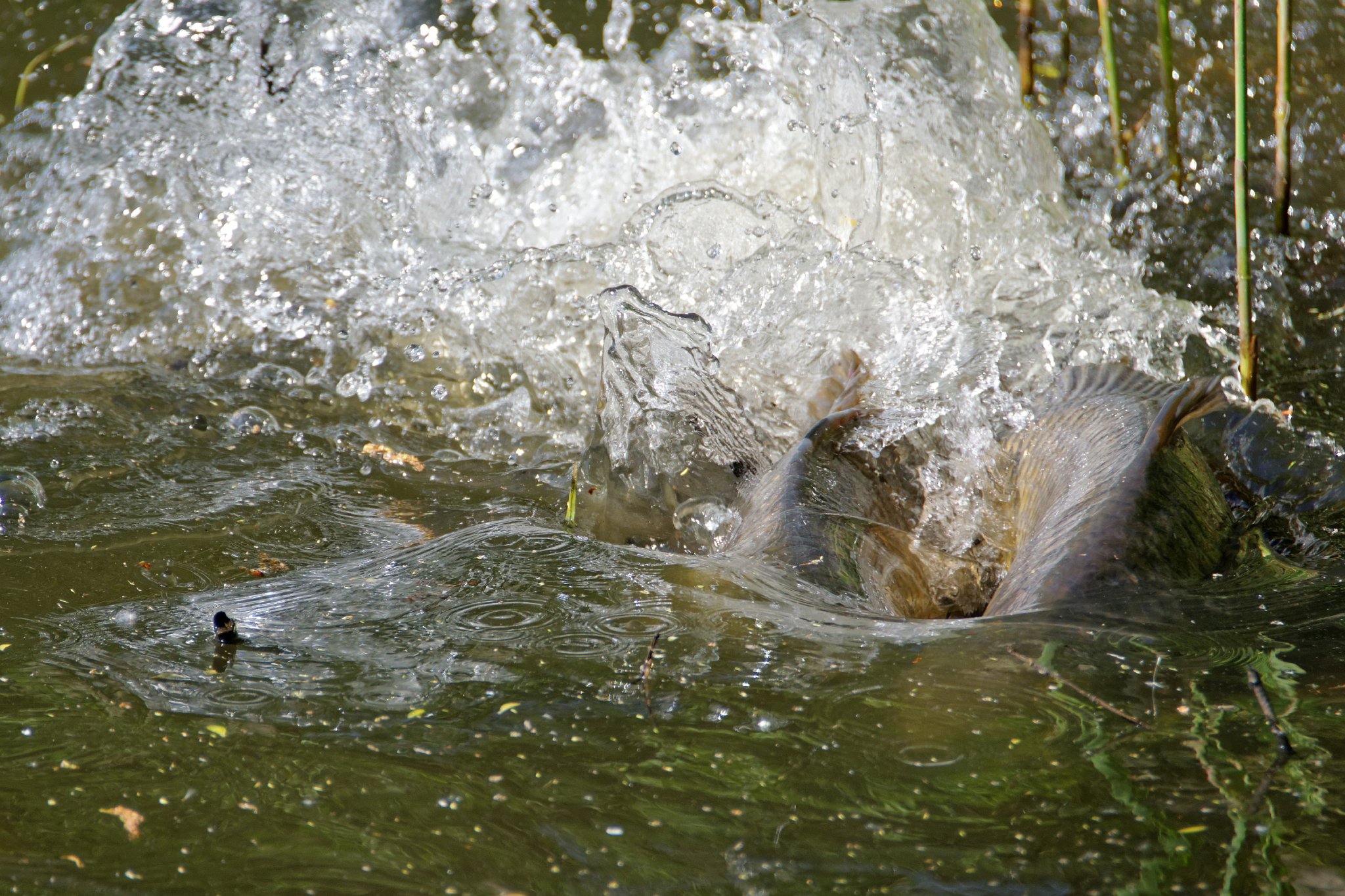 Carp Spawning