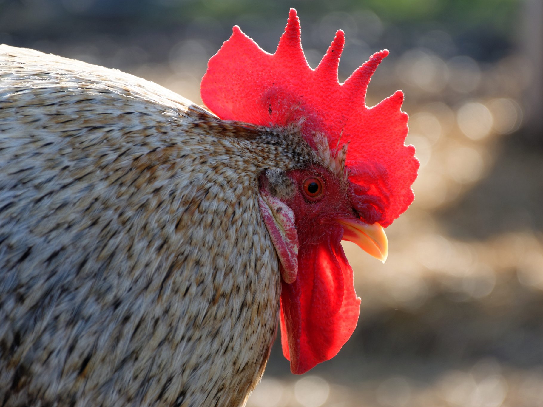 Cockerel