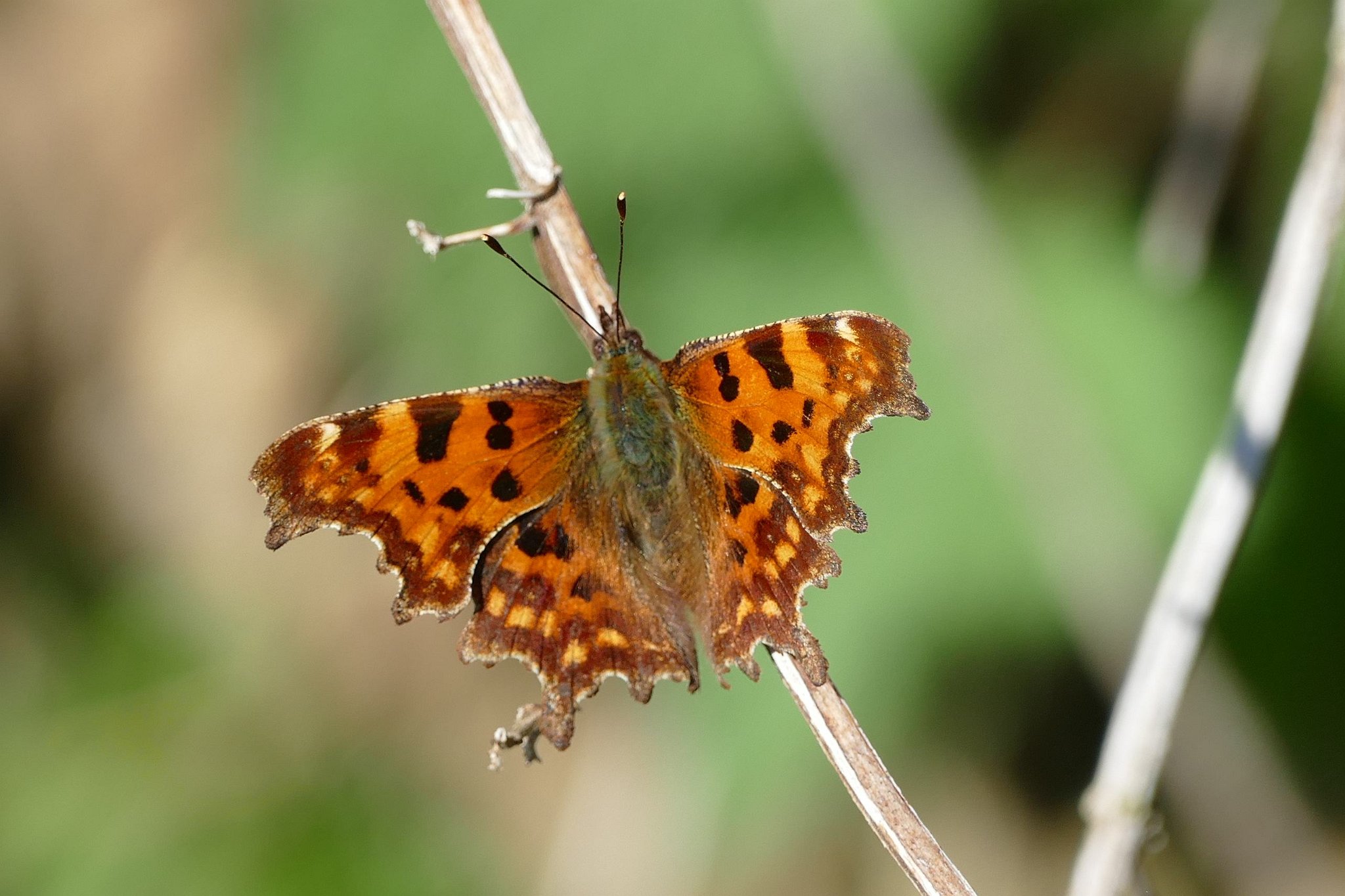 Comma -  Polygonia c-album