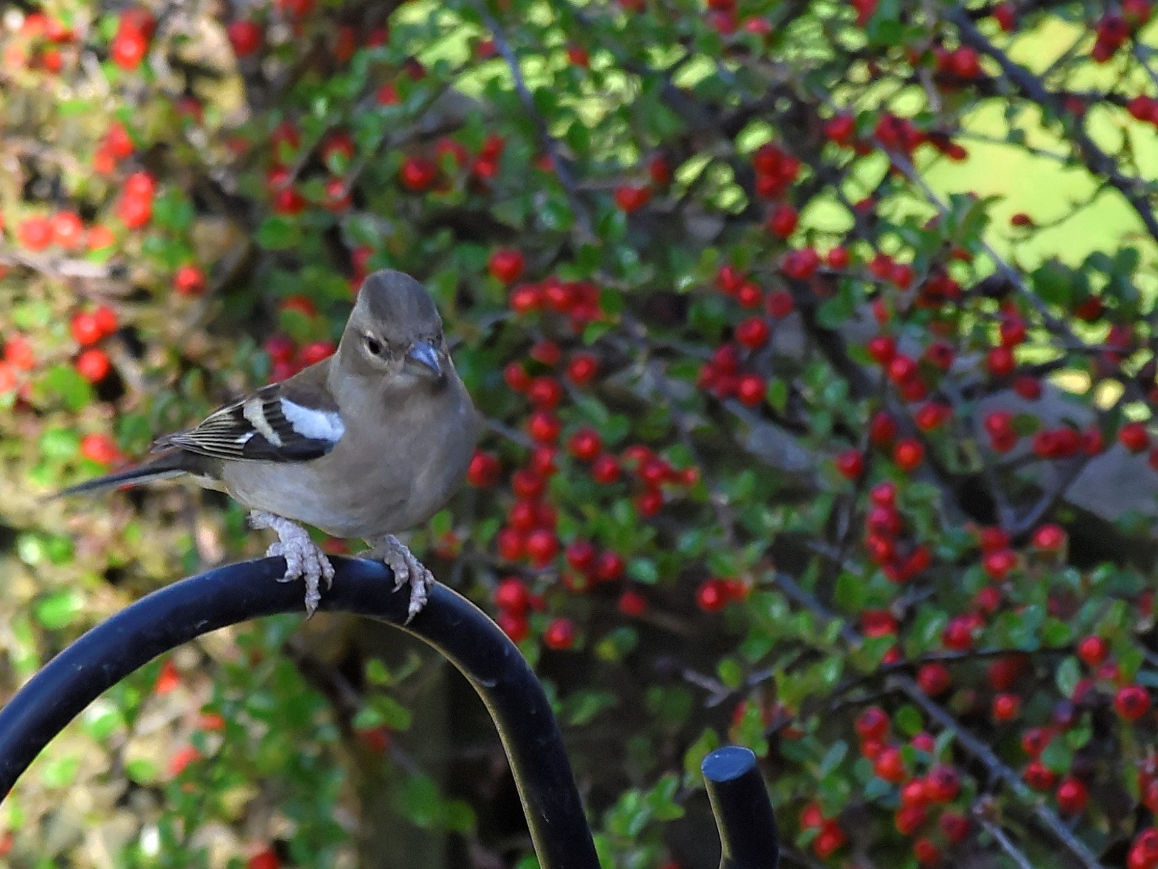 Female Chaffinch