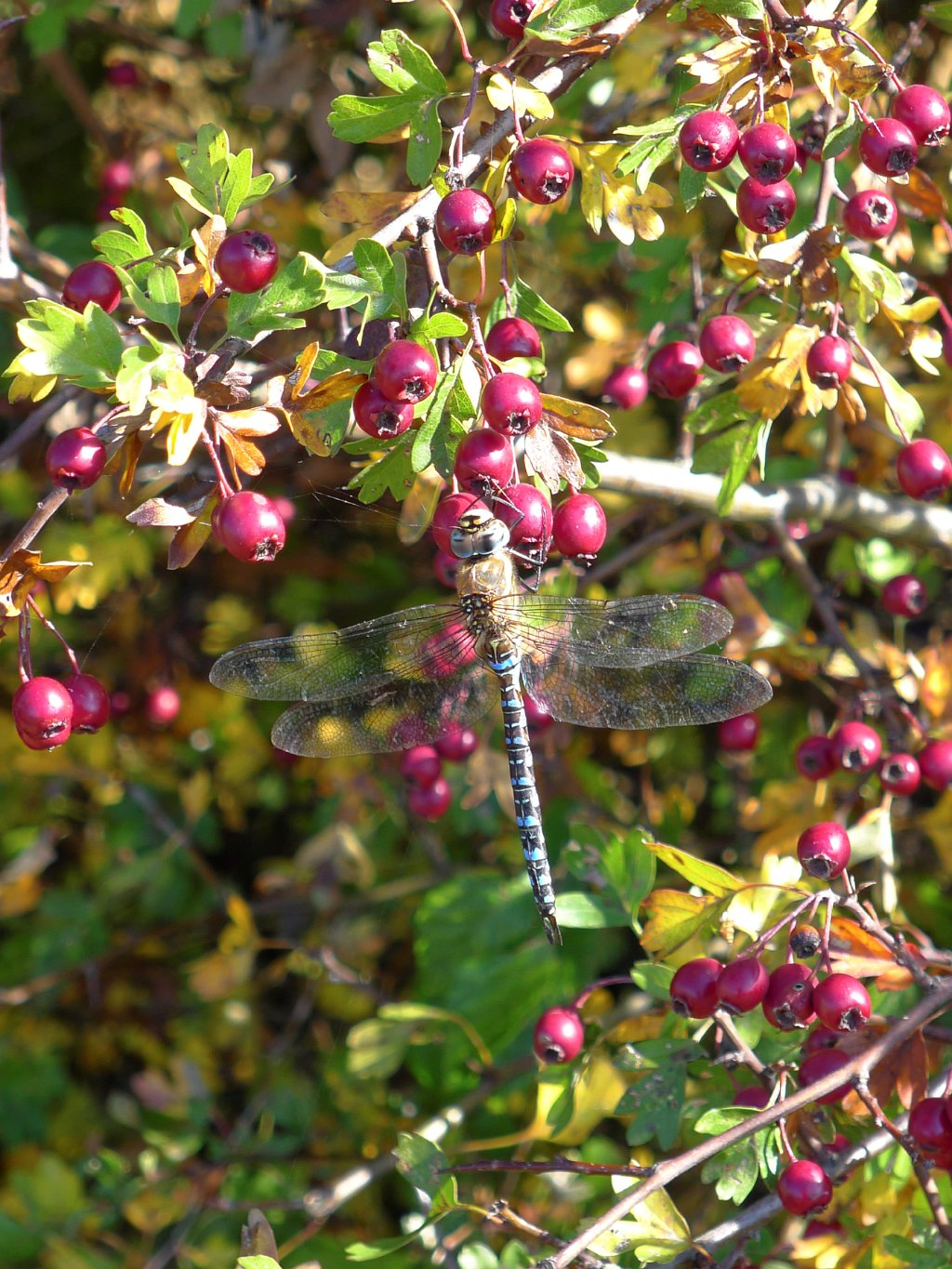 Common Hawker (Aeshna juncea) male