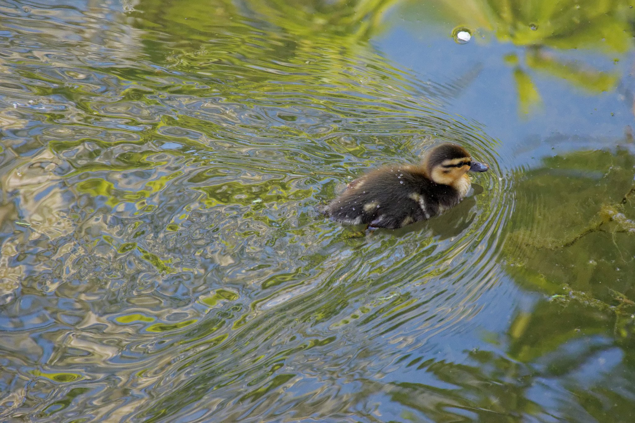 Easter Duckling, Finchingfield, Essex