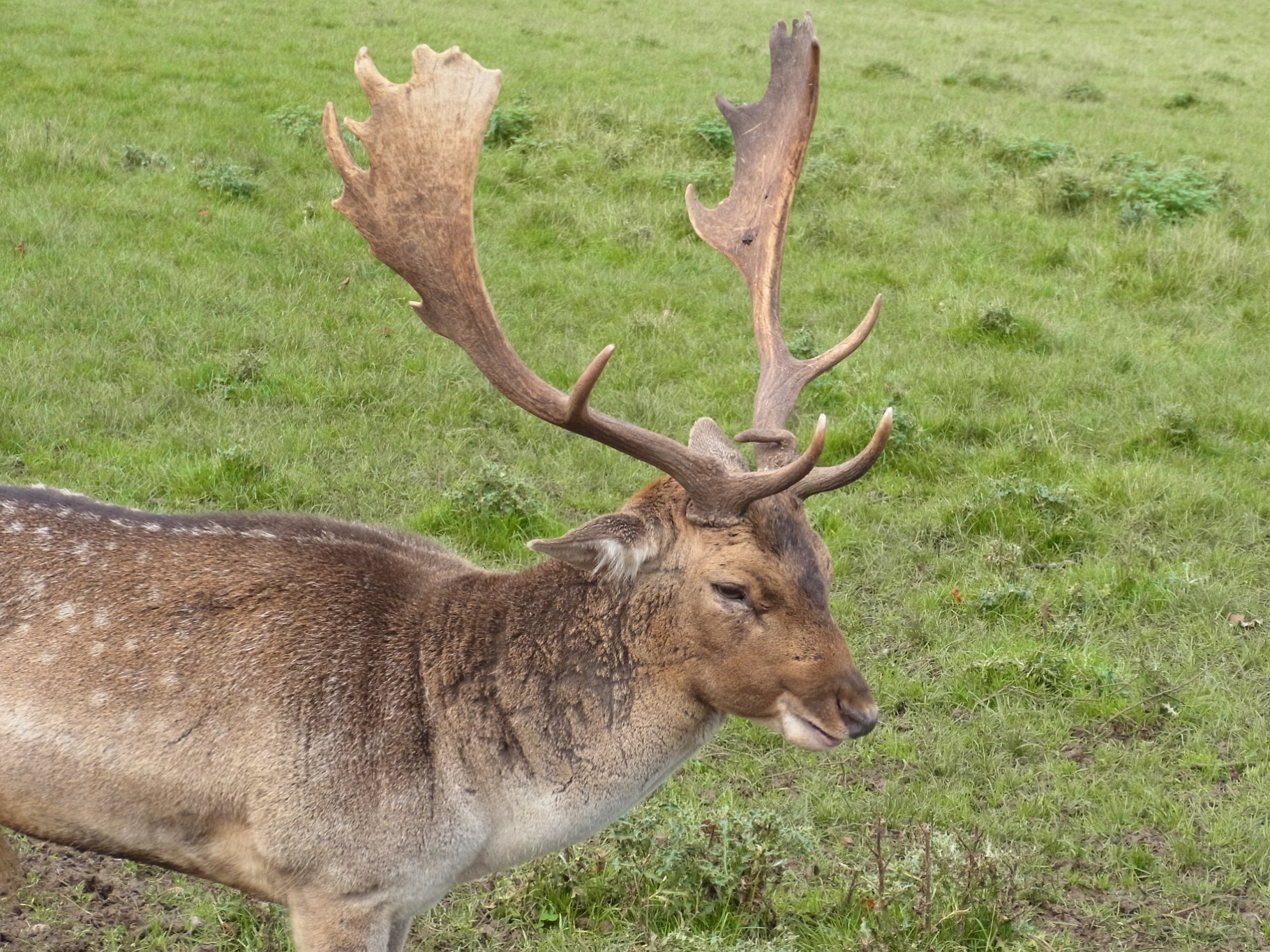 Fallow Deer (Dama dama)