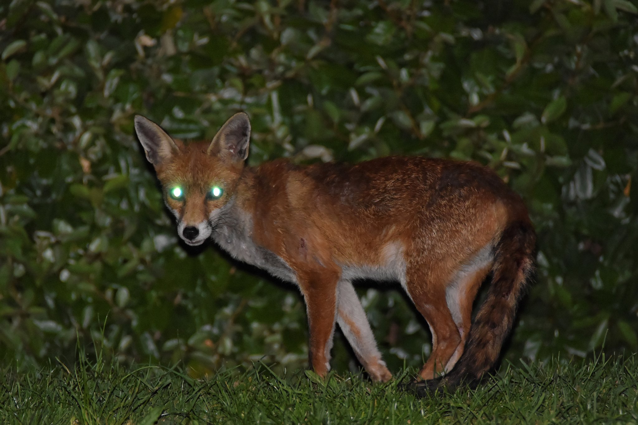 Fox - Vulpes vulpes