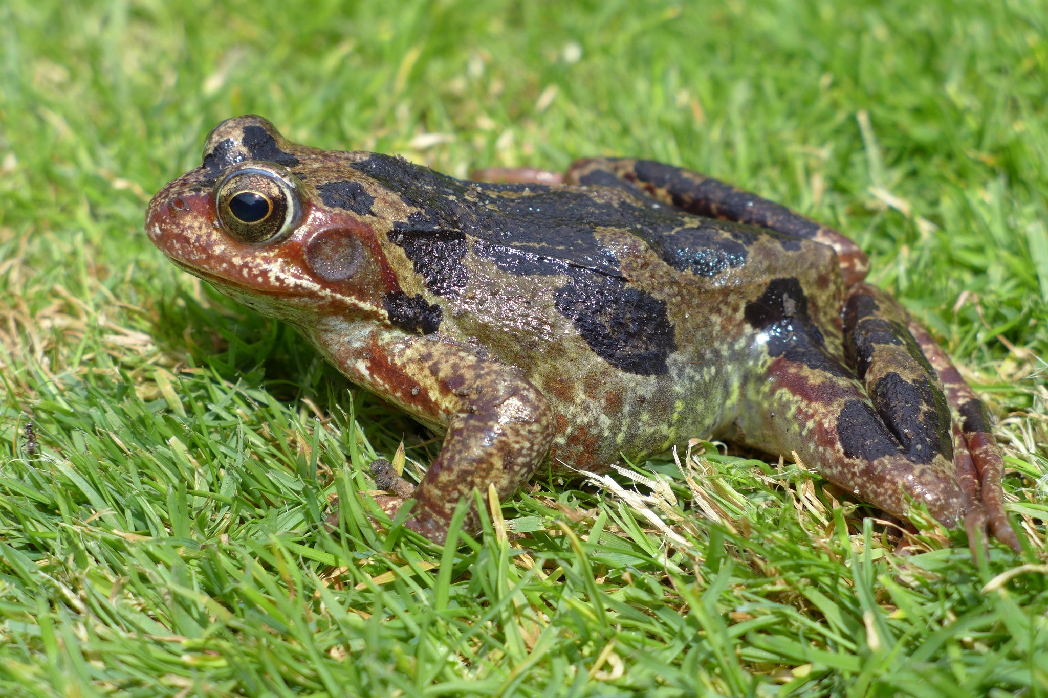 Frog on Lawn