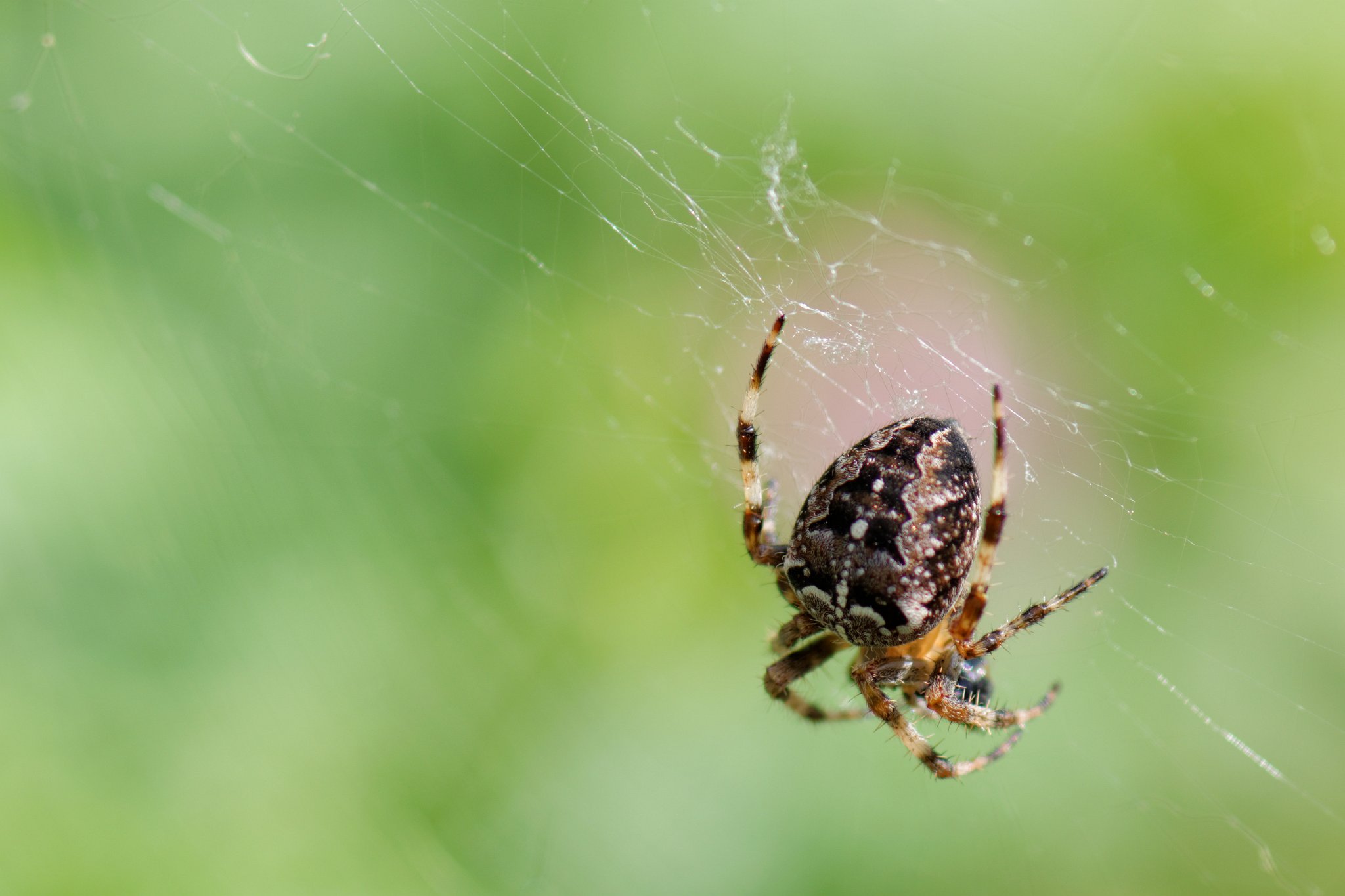 Garden Spider: Araneus diadematus