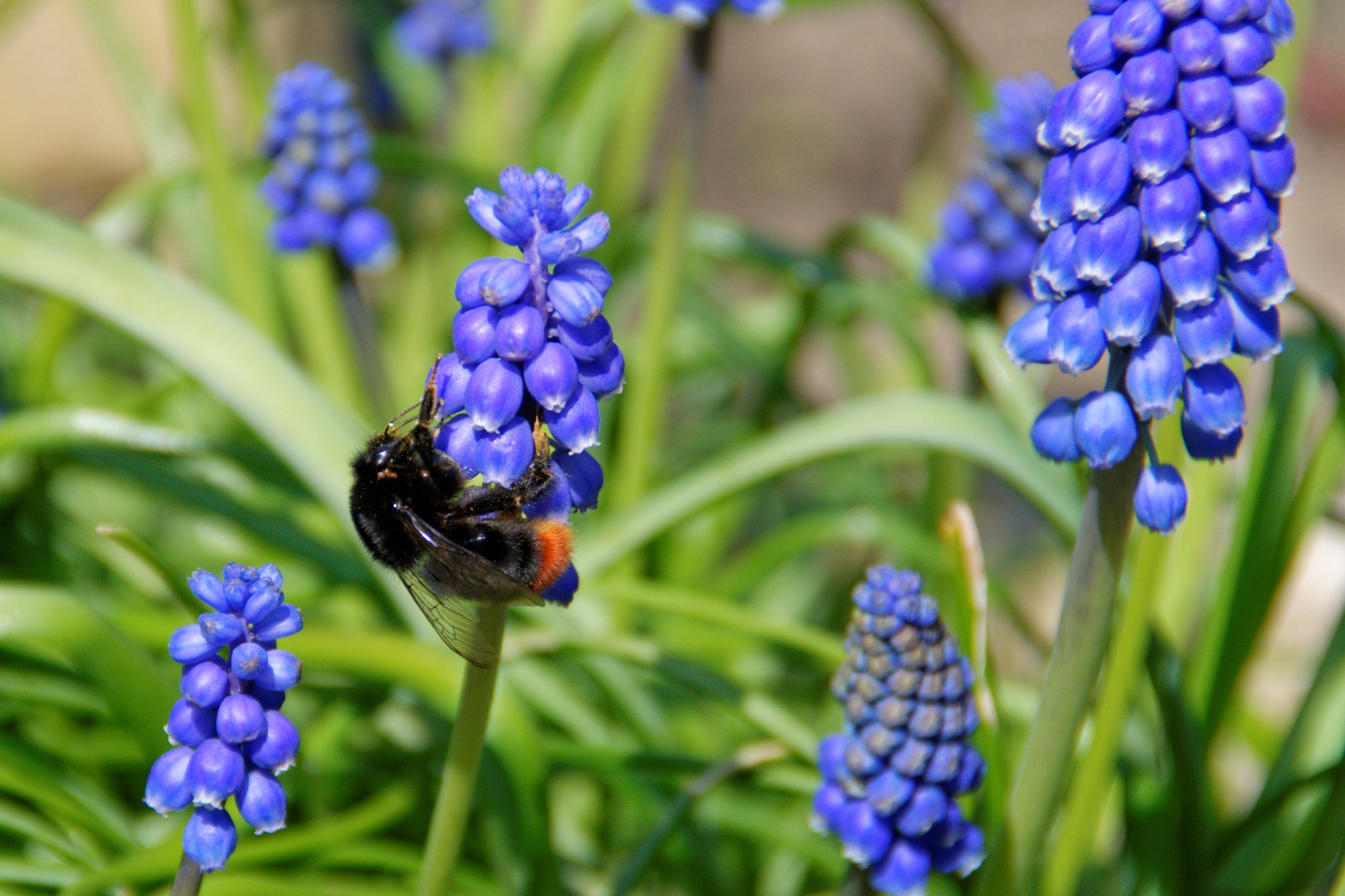 Grape Hyacinth and Visitor