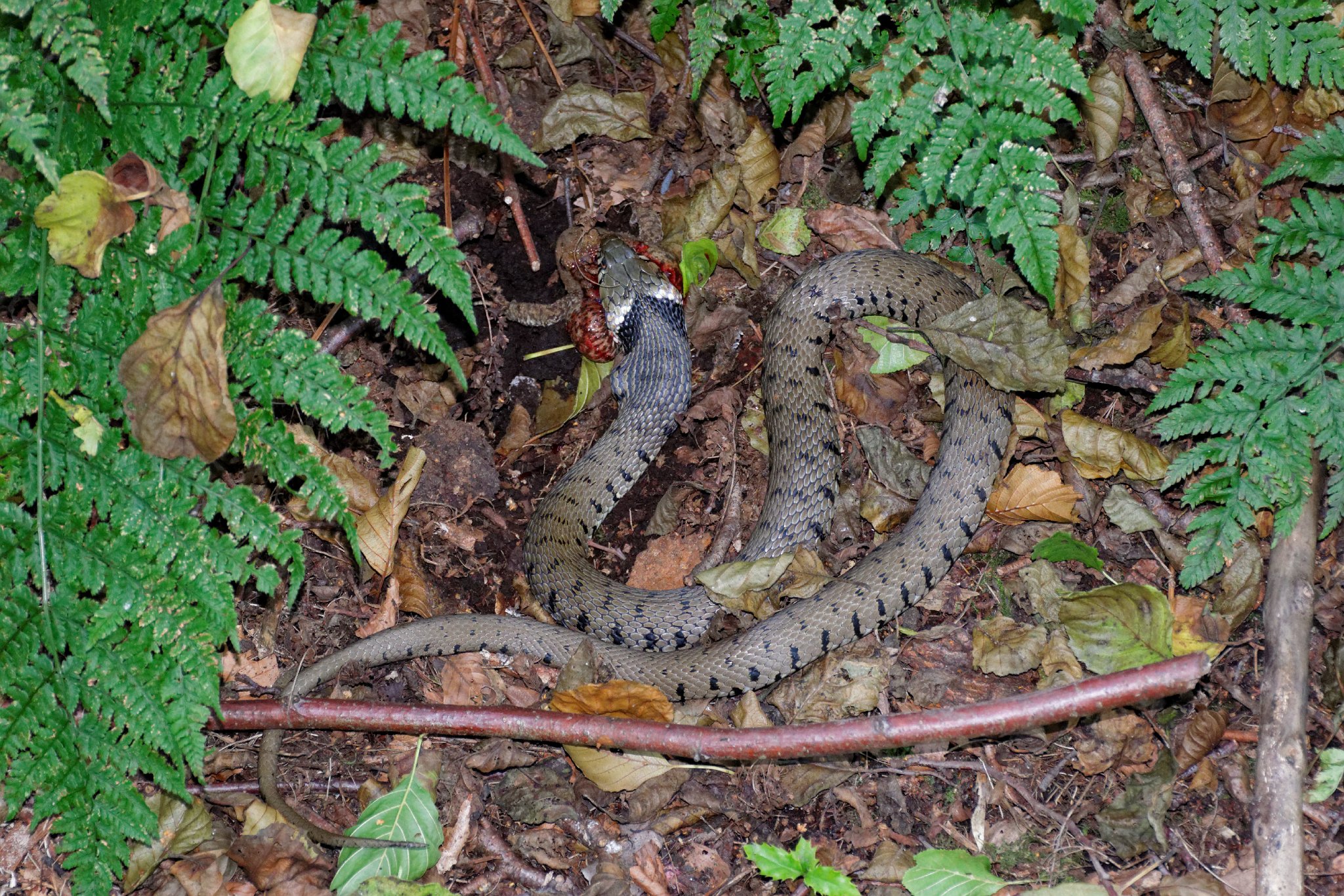 Grass Snake and Frog