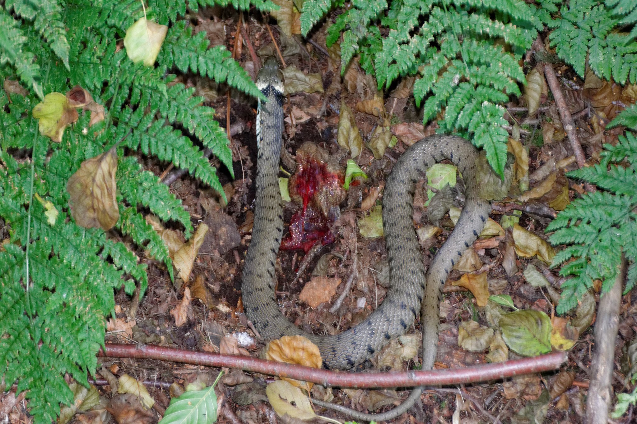 Grass Snake and Frog (2)