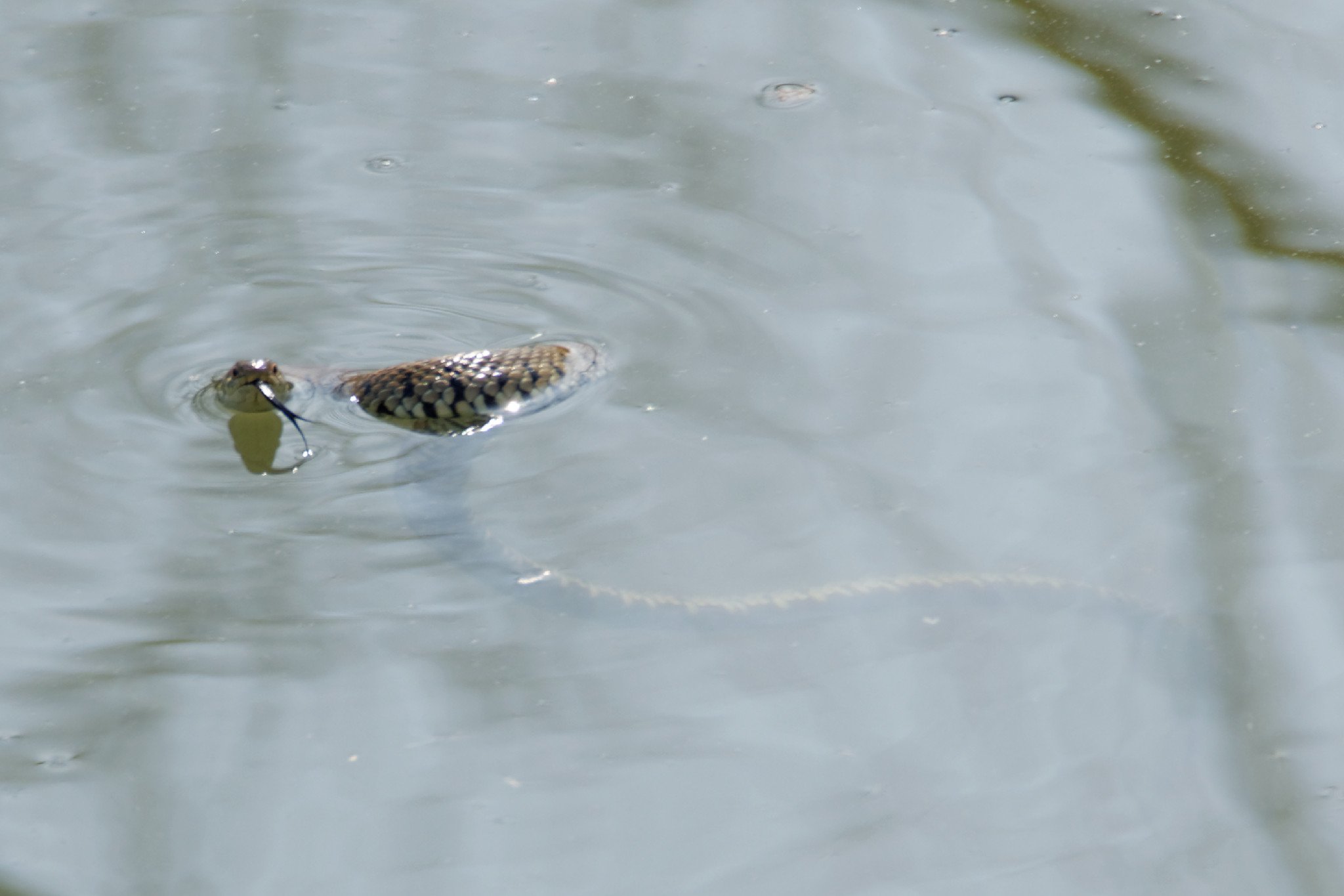 Swimming Grass Snake - 2