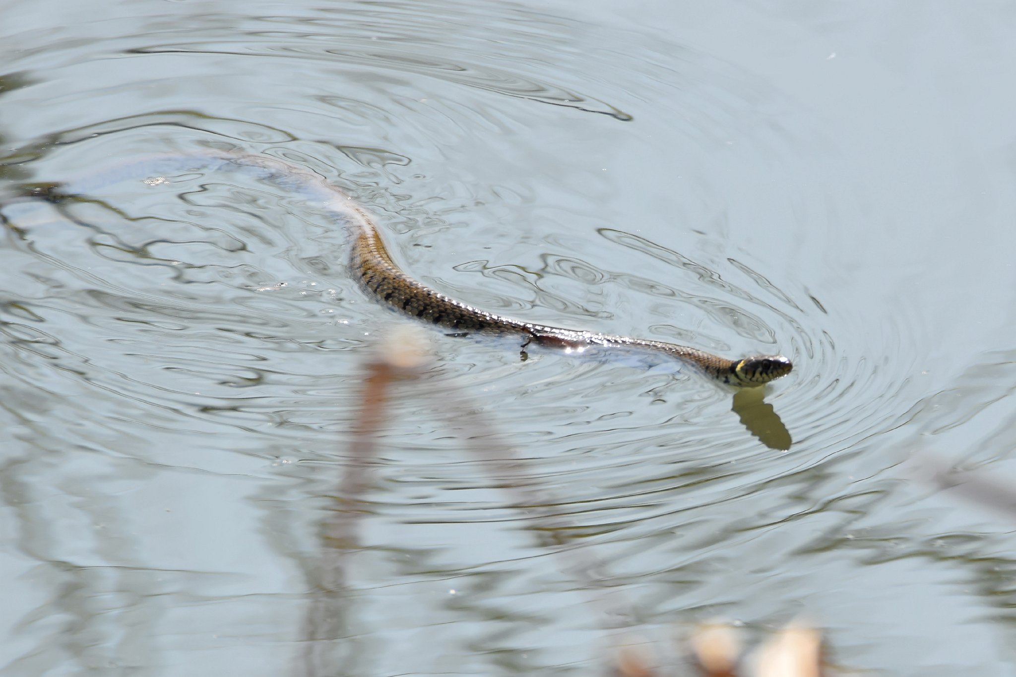 Swimming Grass Snake - 3