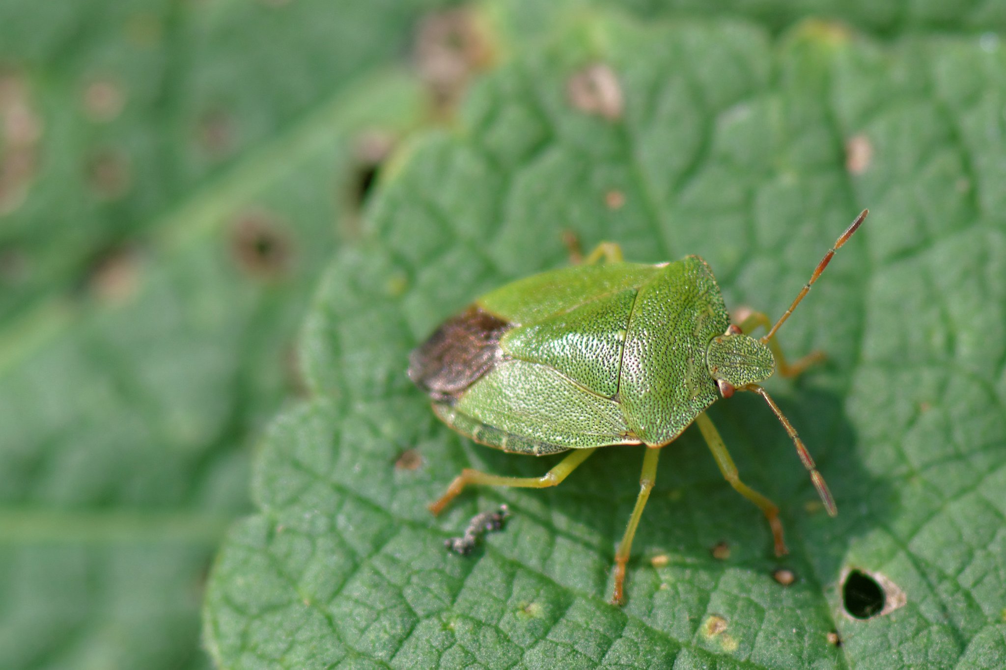 Green Shieldbug