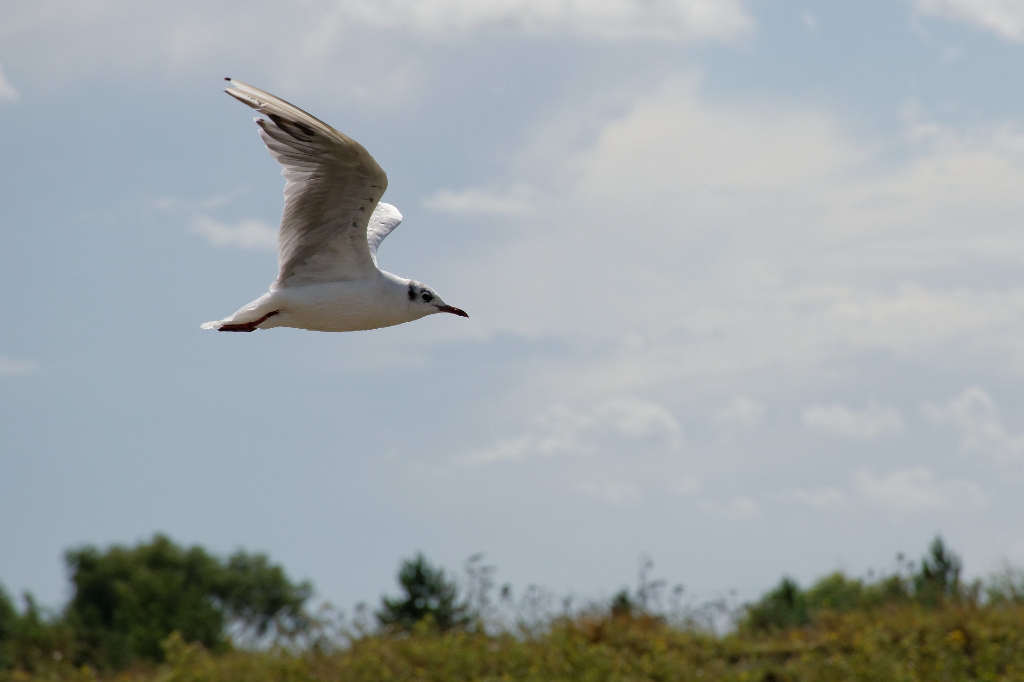 Gull - Point Clear, Essex