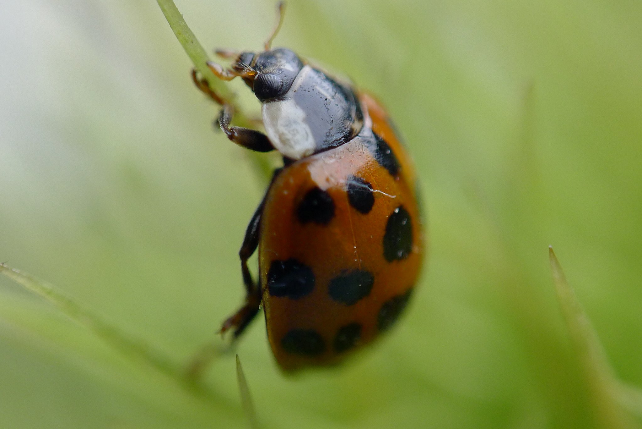 Ladybird