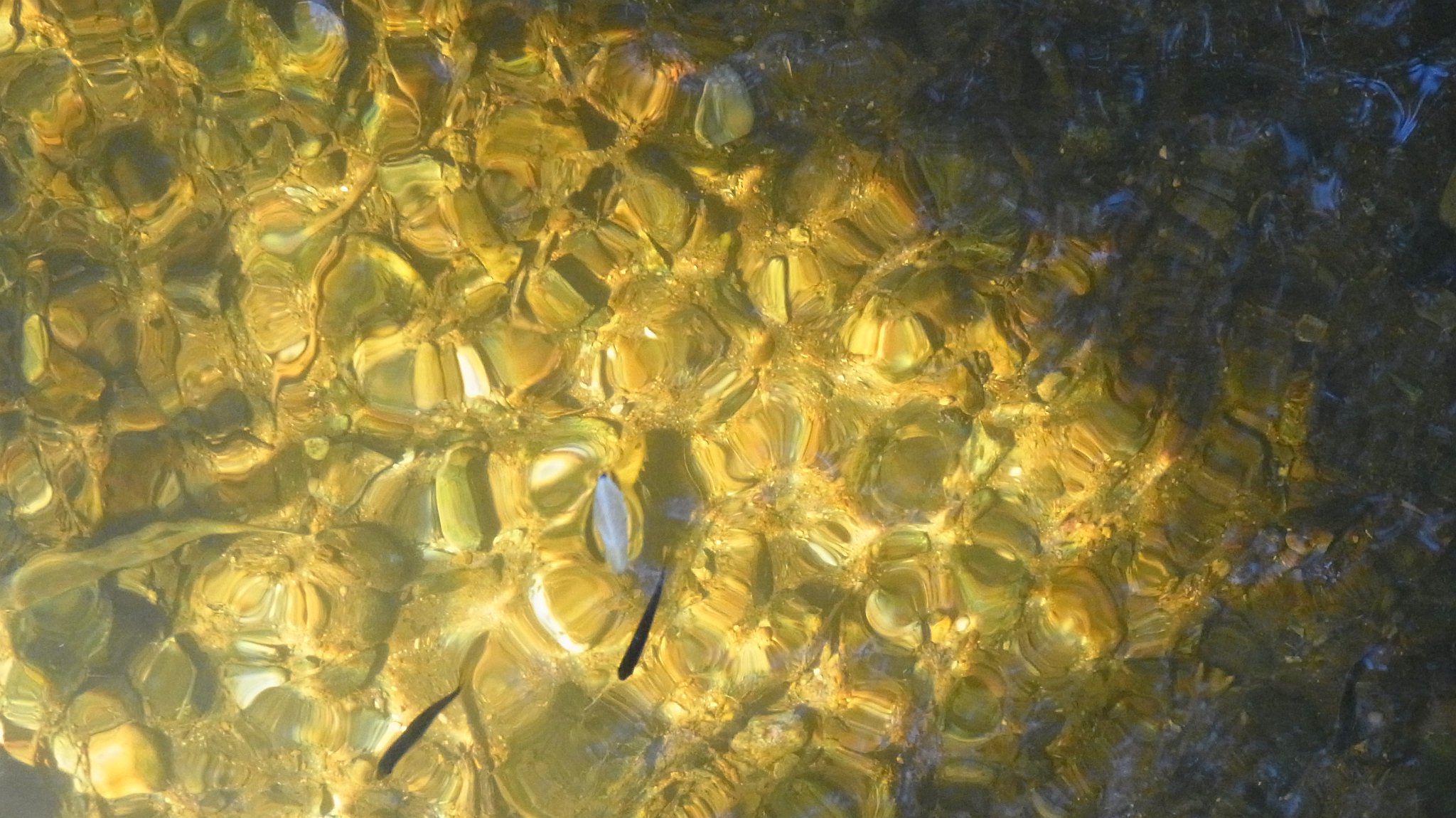 Gold Fish