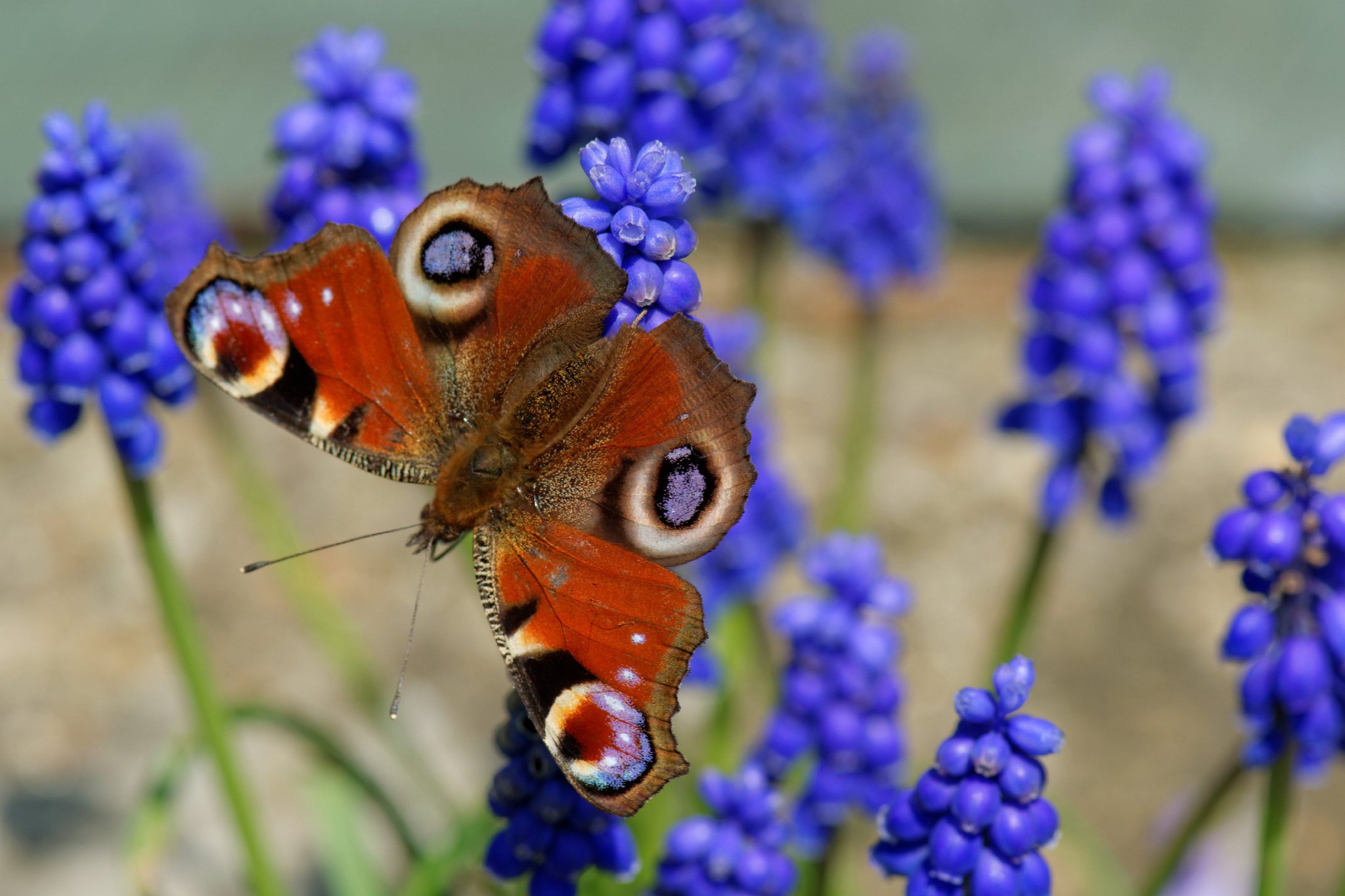 Peacock Butterfly on Grape Hyacinth