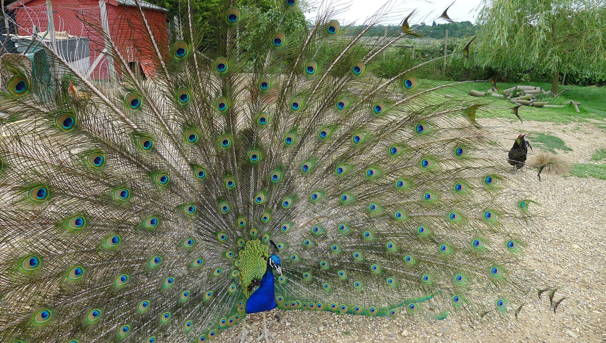 Peacock (Pavo Cristatus)