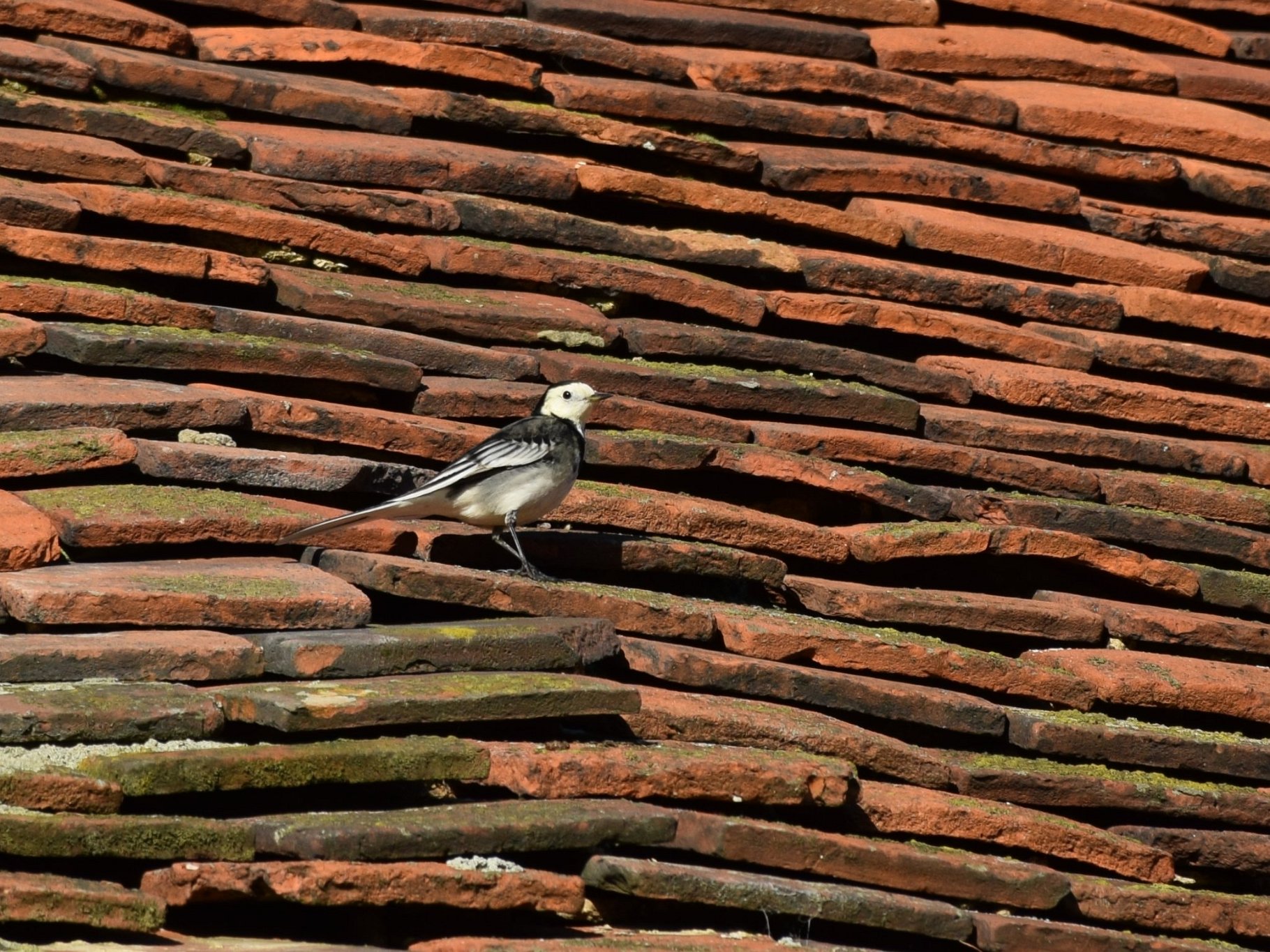 Pied Wagtail - Roof of St Mary, Ovington