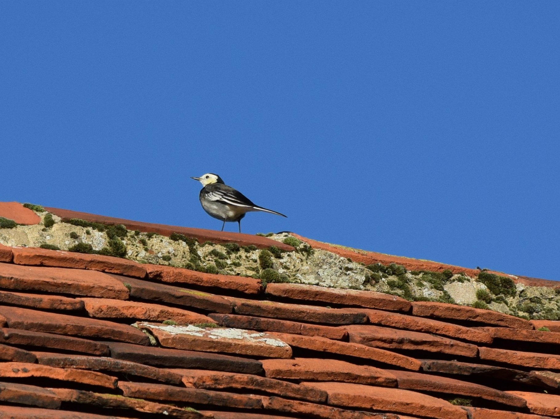Pied Wagtail - Roof of St Mary, Ovington
