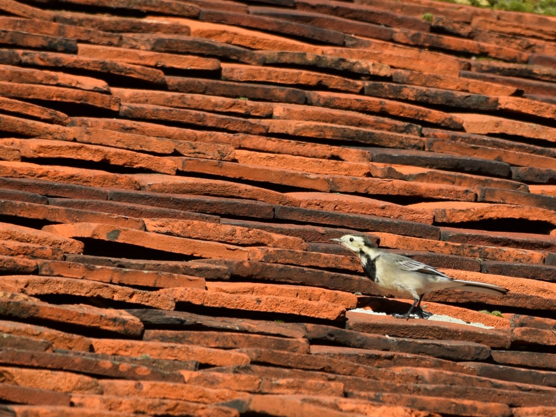Pied Wagtail - Roof of St Mary, Ovington