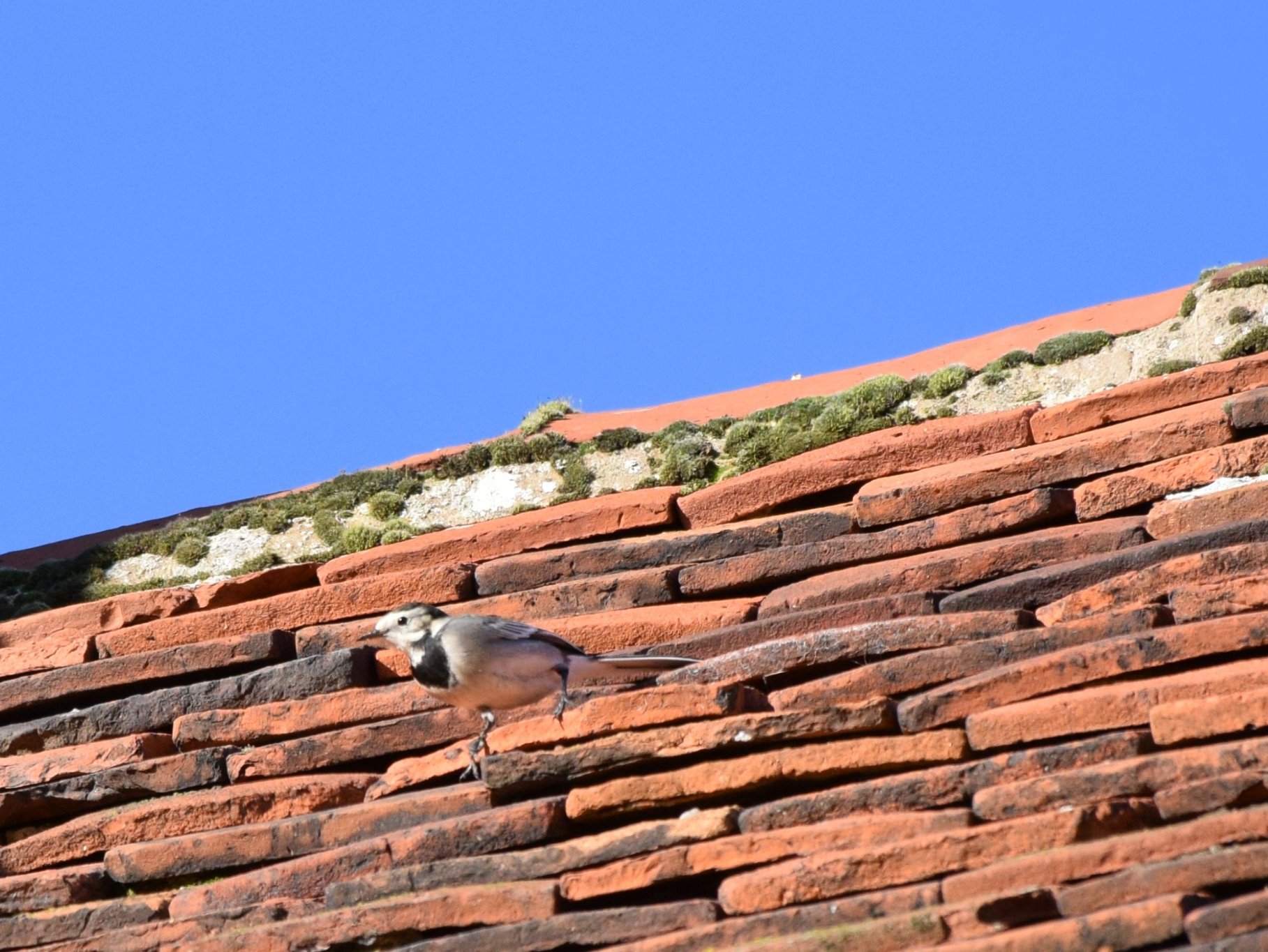 Pied Wagtail - Roof of St Mary, Ovington