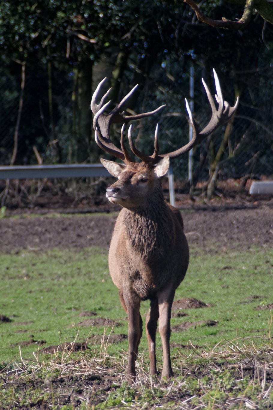 Red Deer