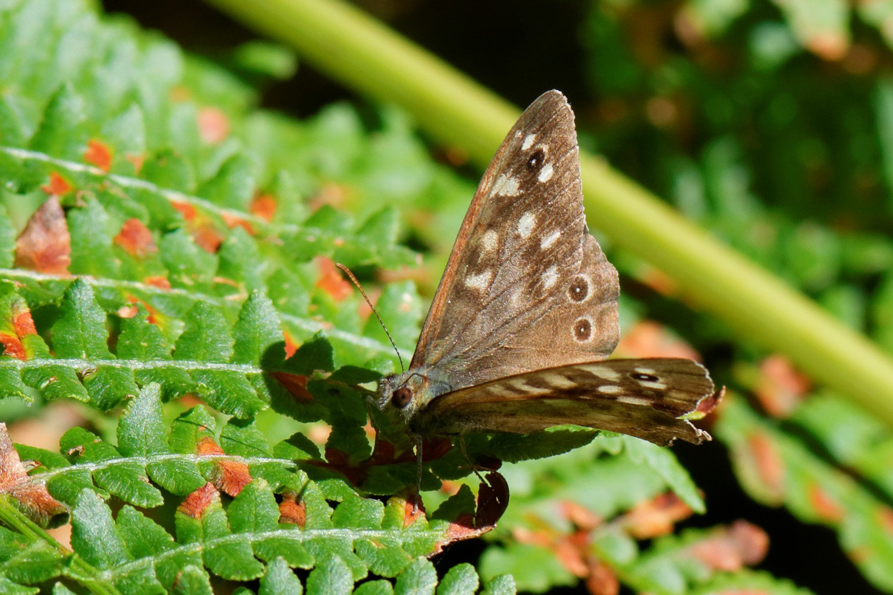Speckled Wood