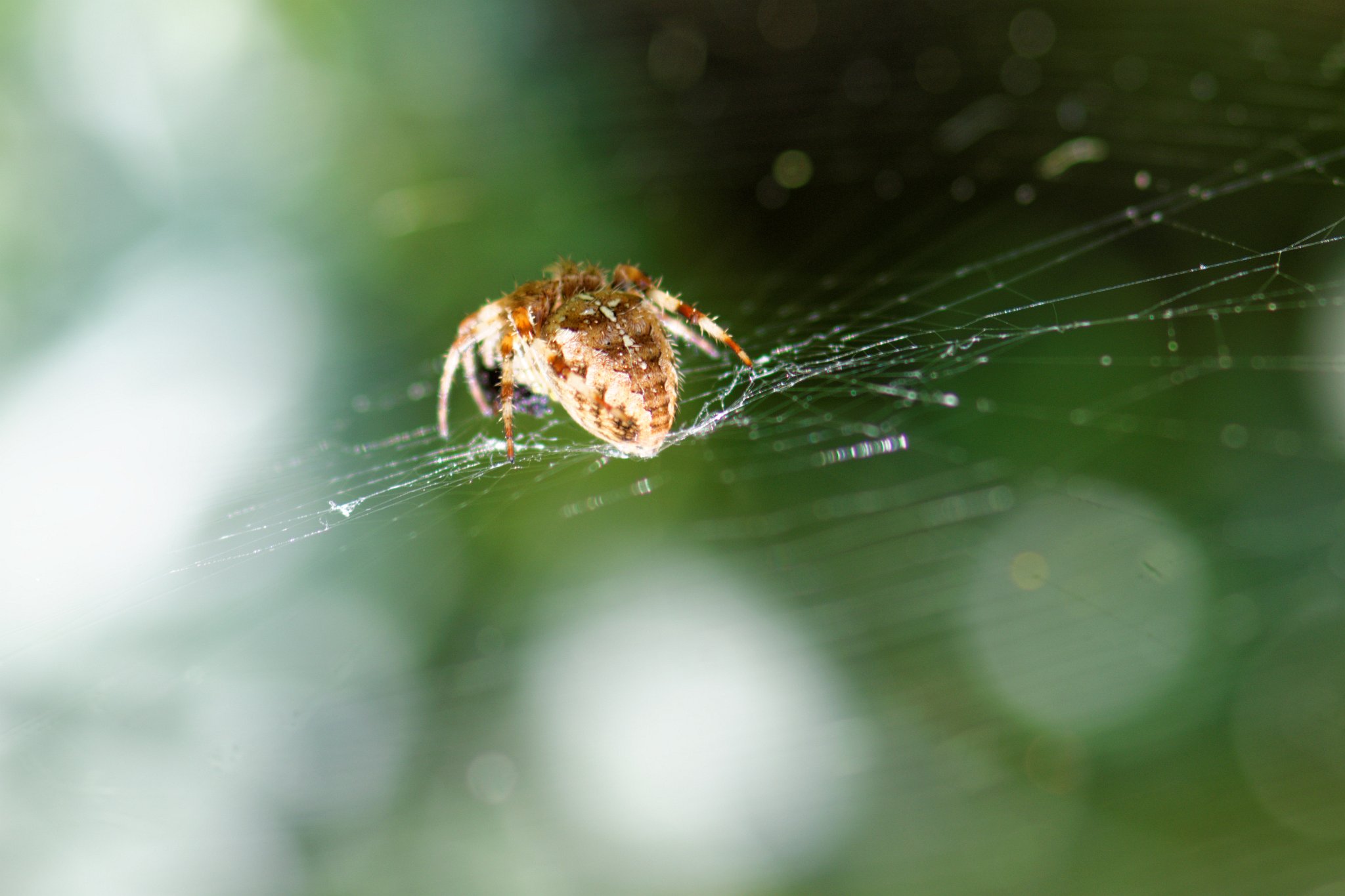 Araneus diadematus