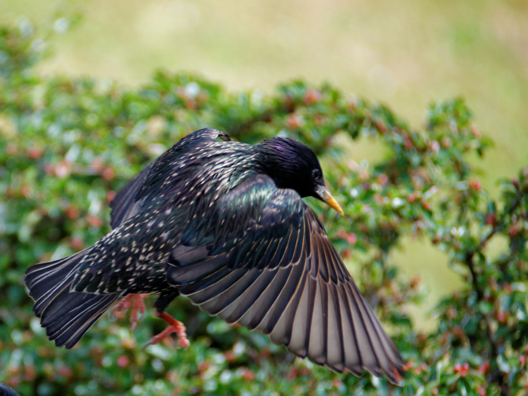 Starling in Flight