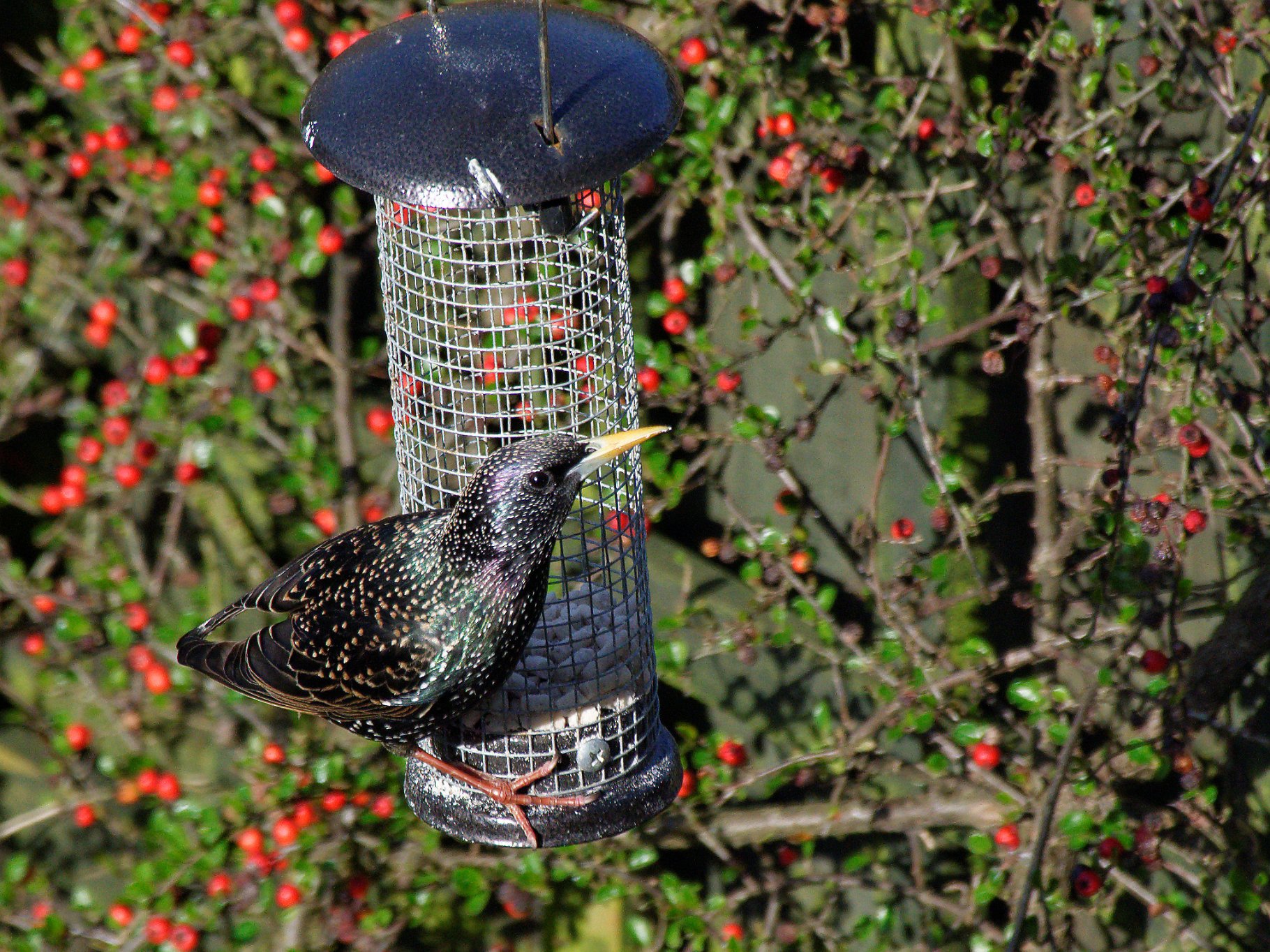 Starling