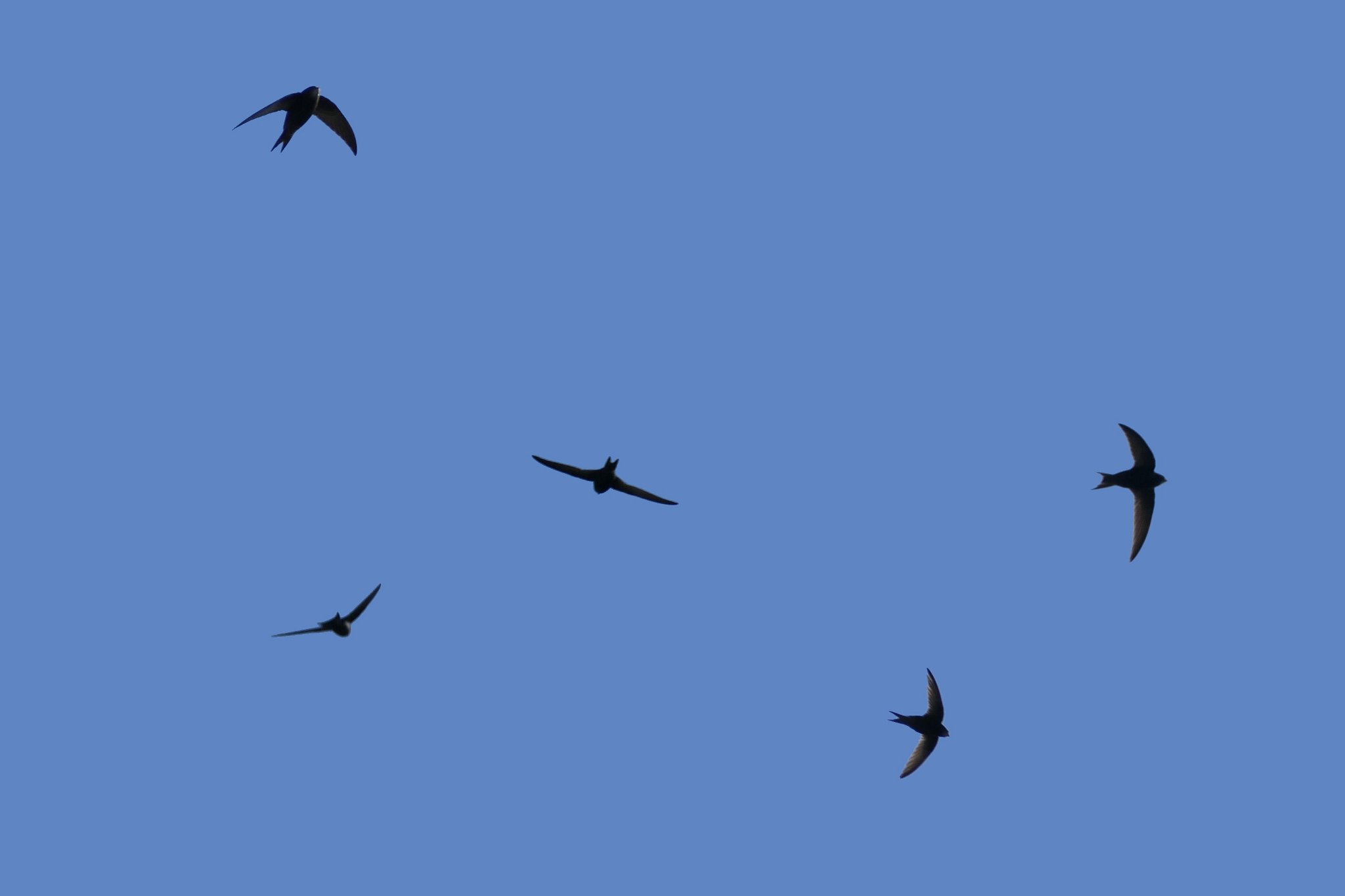 Swifts