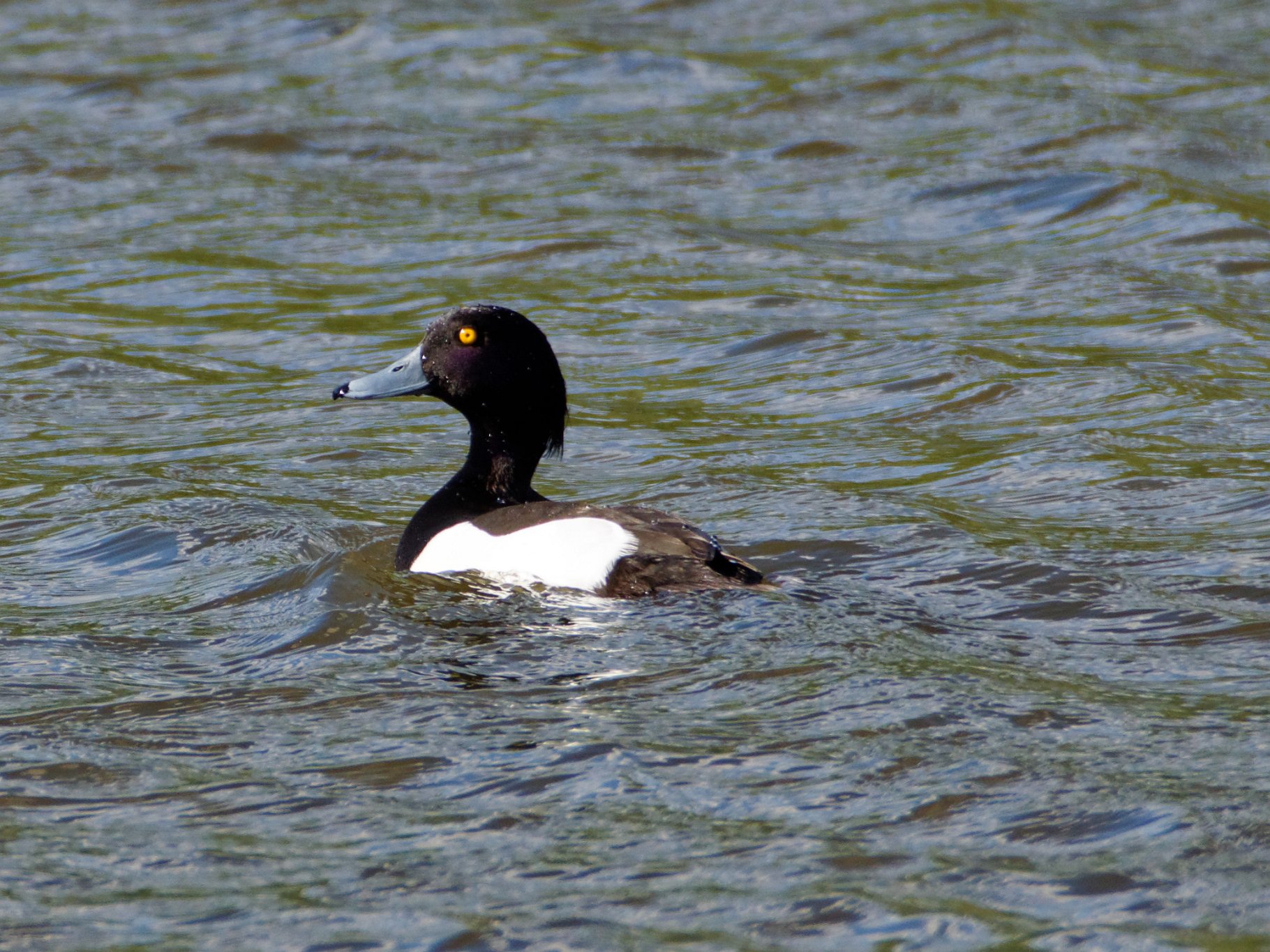 Male Tufted Duck