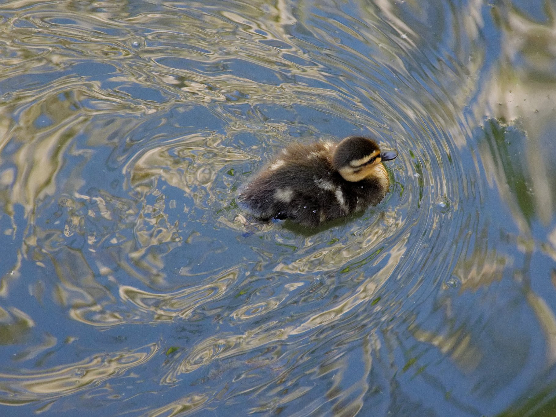 Easter Duckling