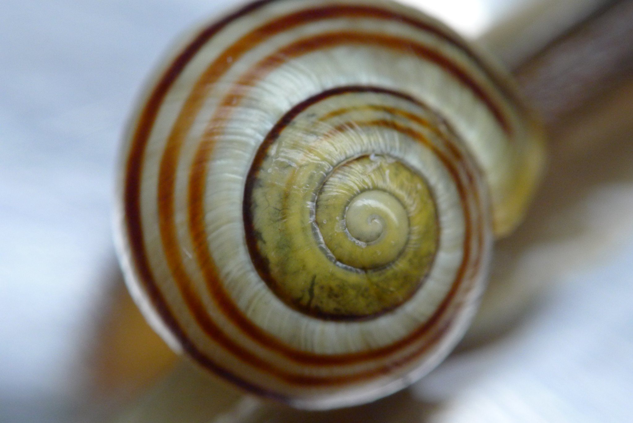 White-lipped Snail (Cepaea hortensis)